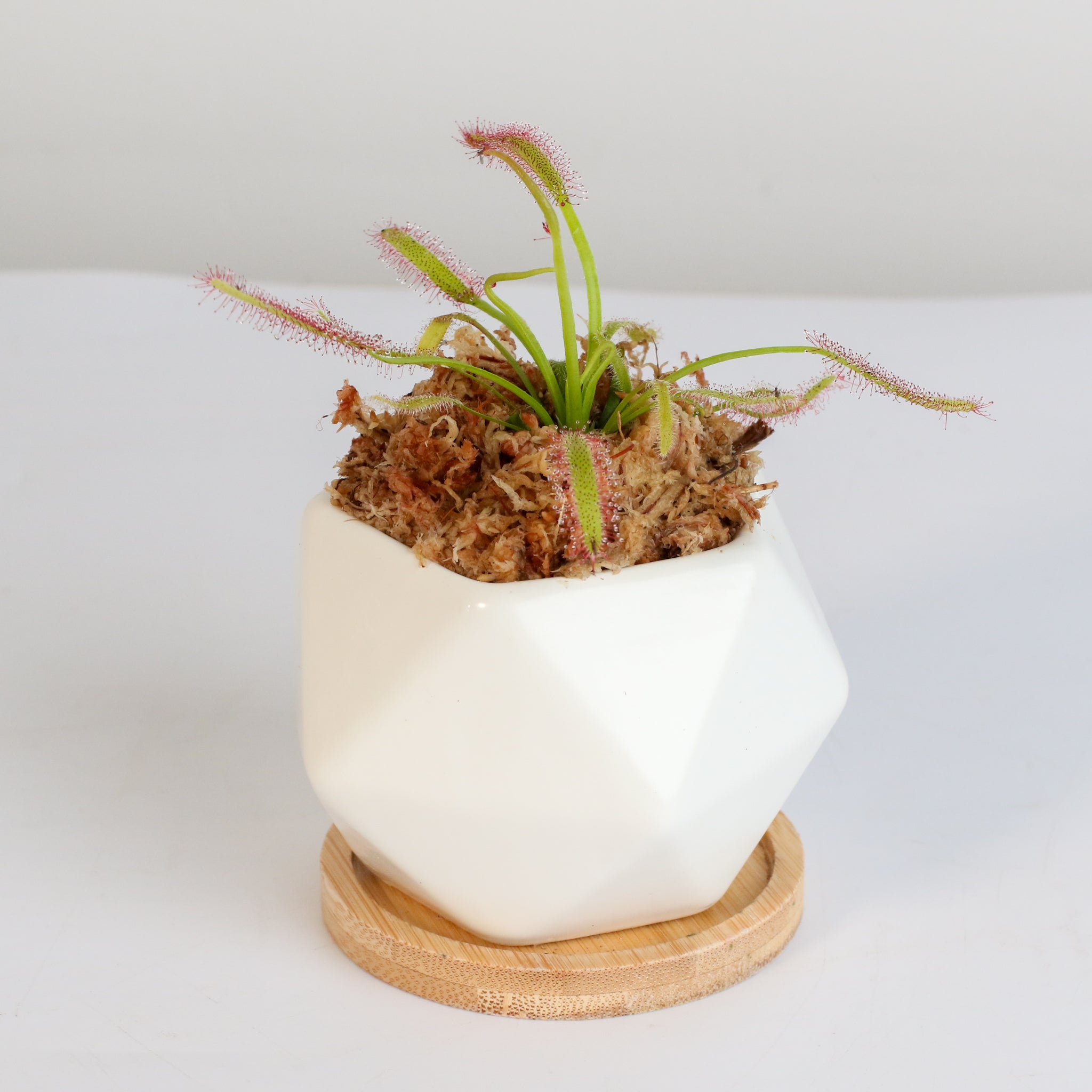 Sonnentau (Drosera capensis) Fleischfressende Pflanze