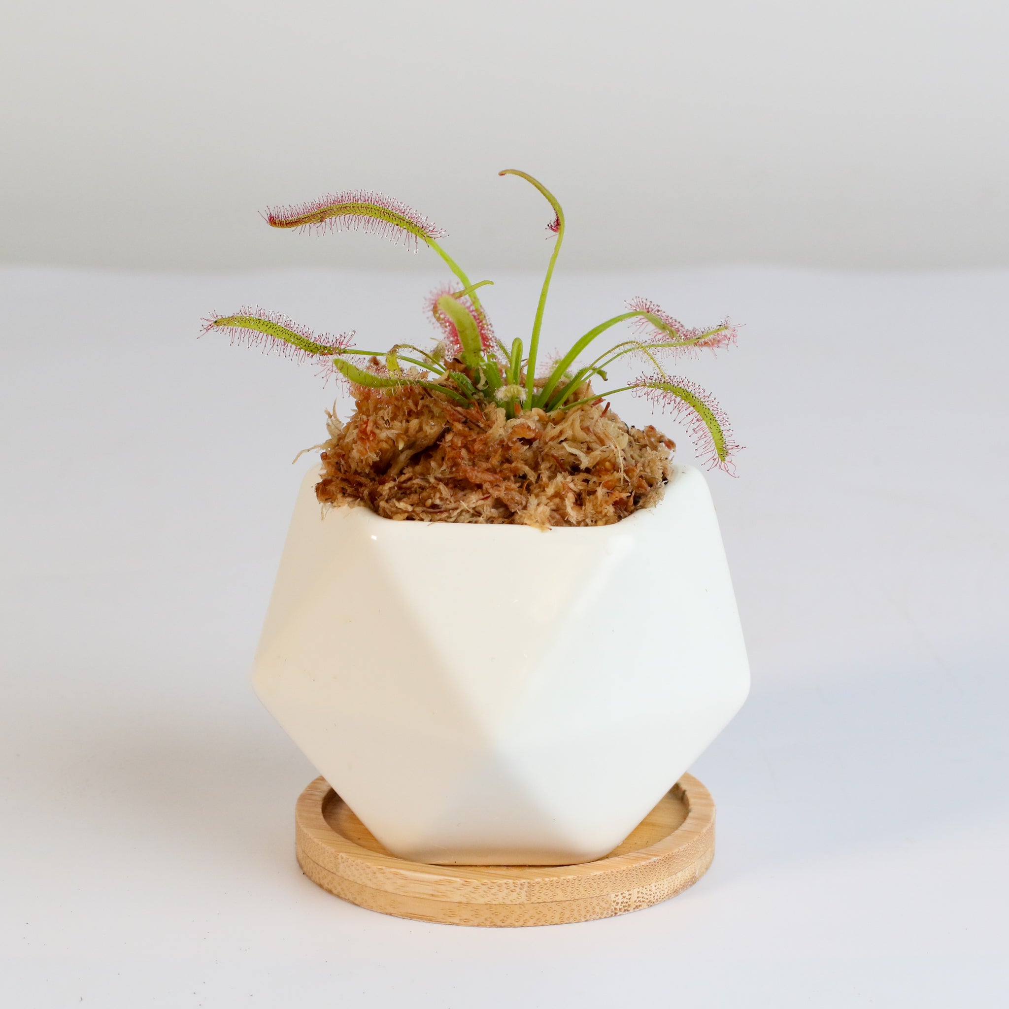 Sonnentau (Drosera capensis) Fleischfressende Pflanze