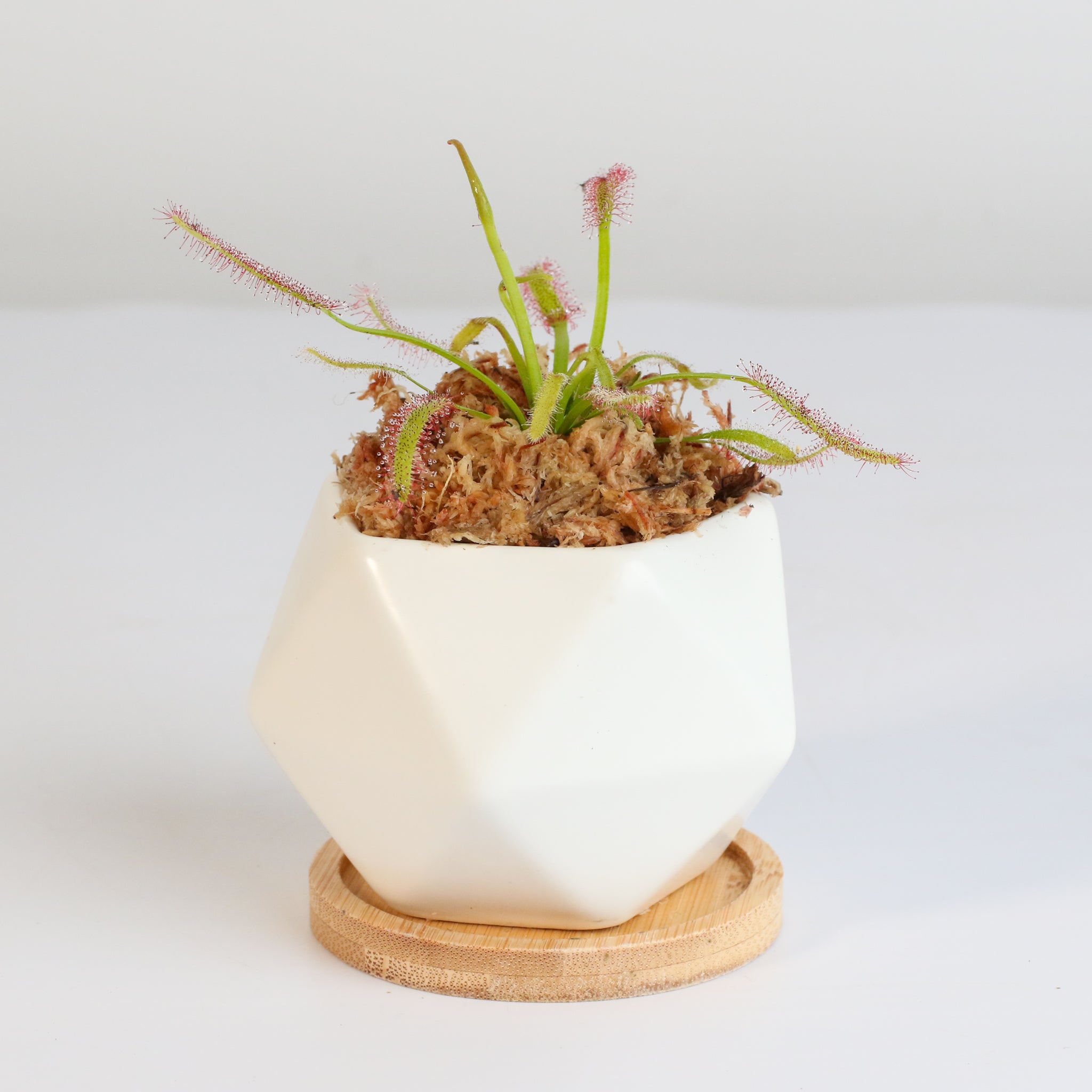 Sonnentau (Drosera capensis) Fleischfressende Pflanze