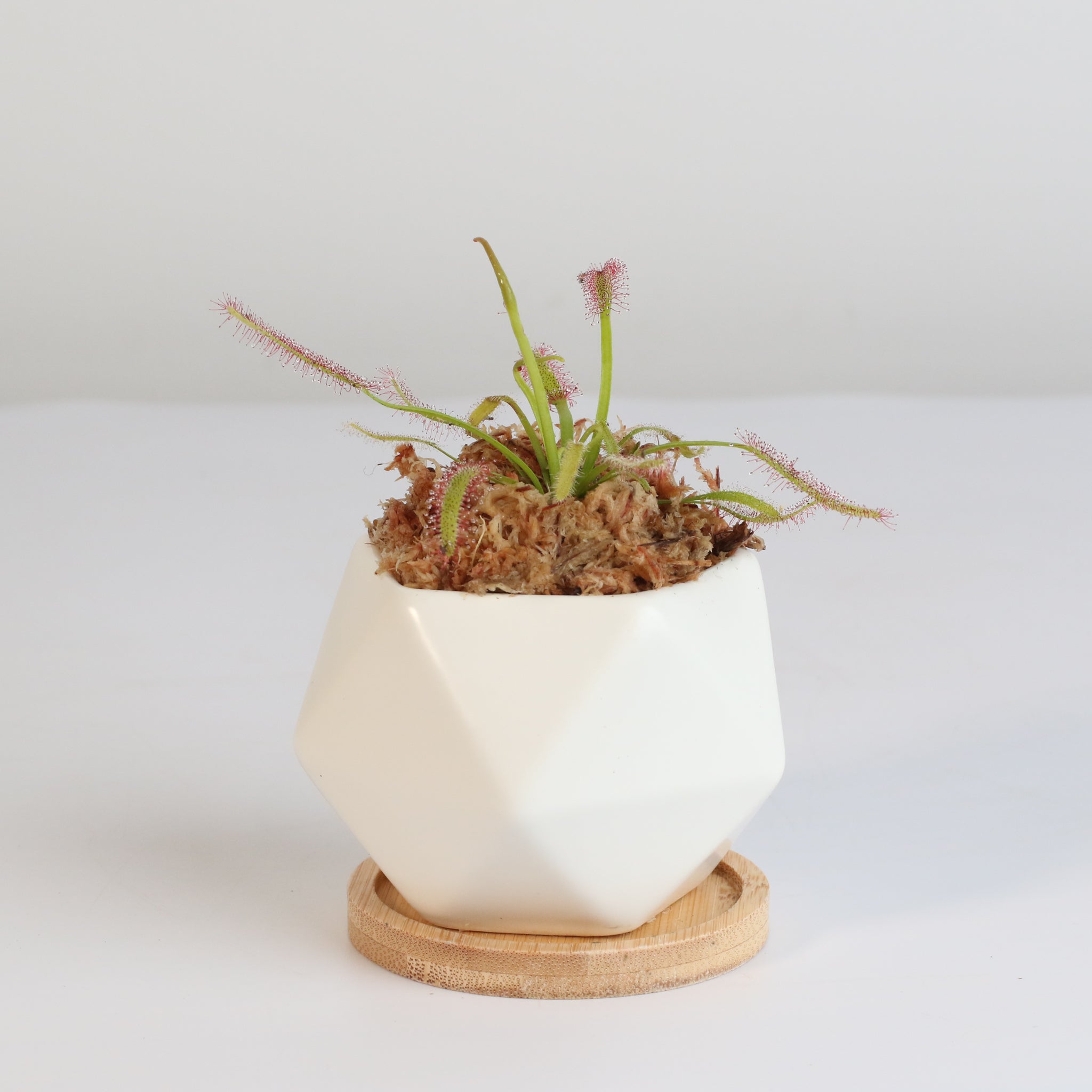 Sonnentau (Drosera capensis) Fleischfressende Pflanze