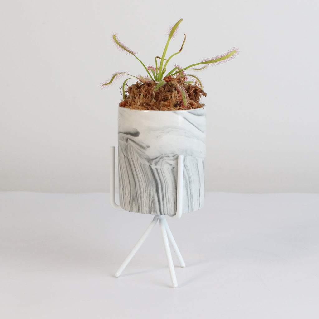 Sonnentau (Drosera capensis) Fleischfressende Pflanze