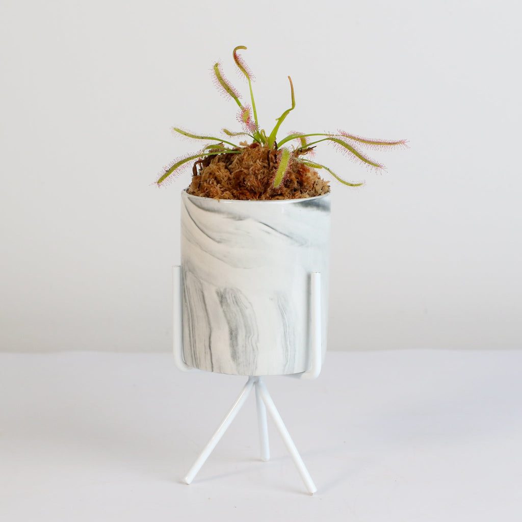 Sonnentau (Drosera capensis) Fleischfressende Pflanze