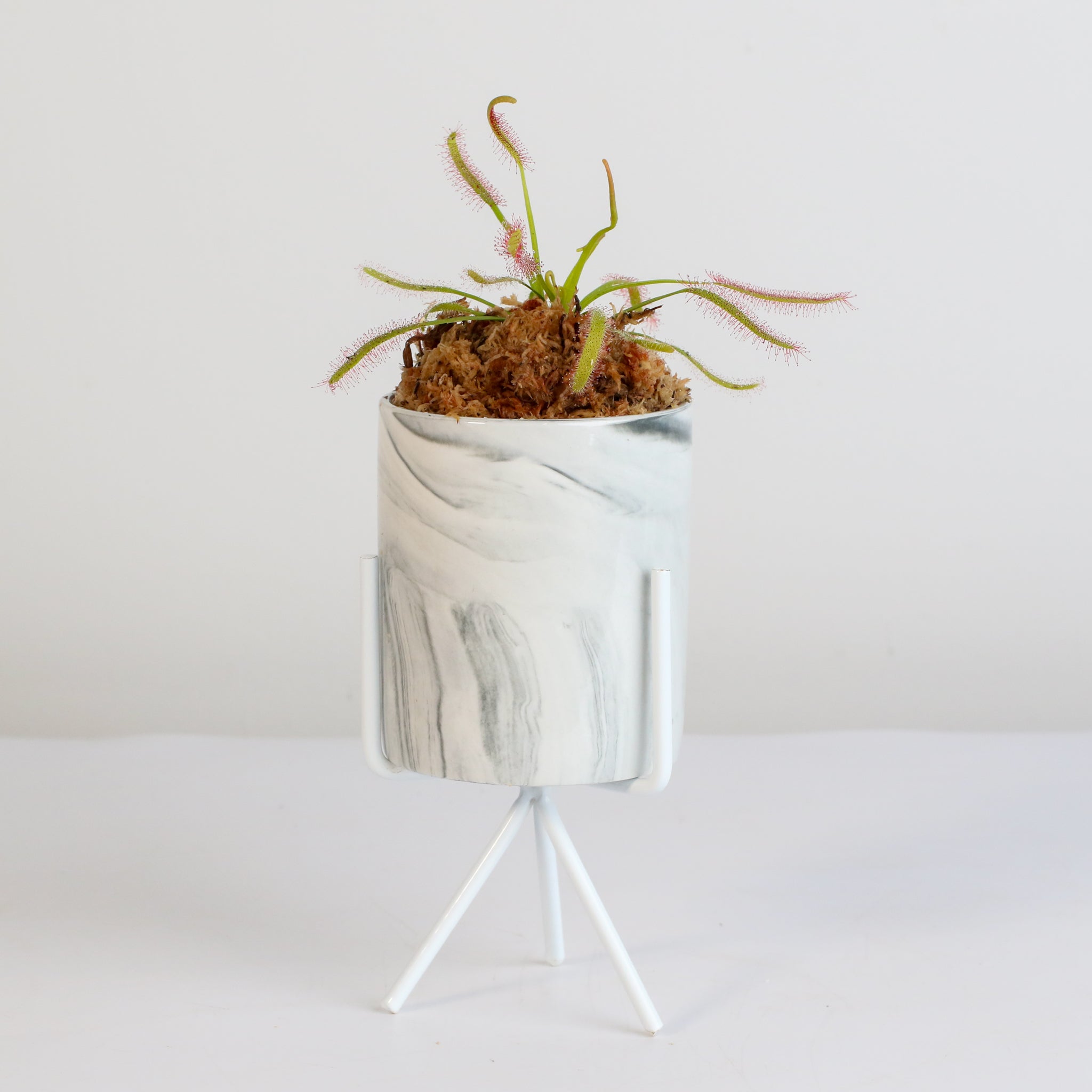 Sonnentau (Drosera capensis) Fleischfressende Pflanze