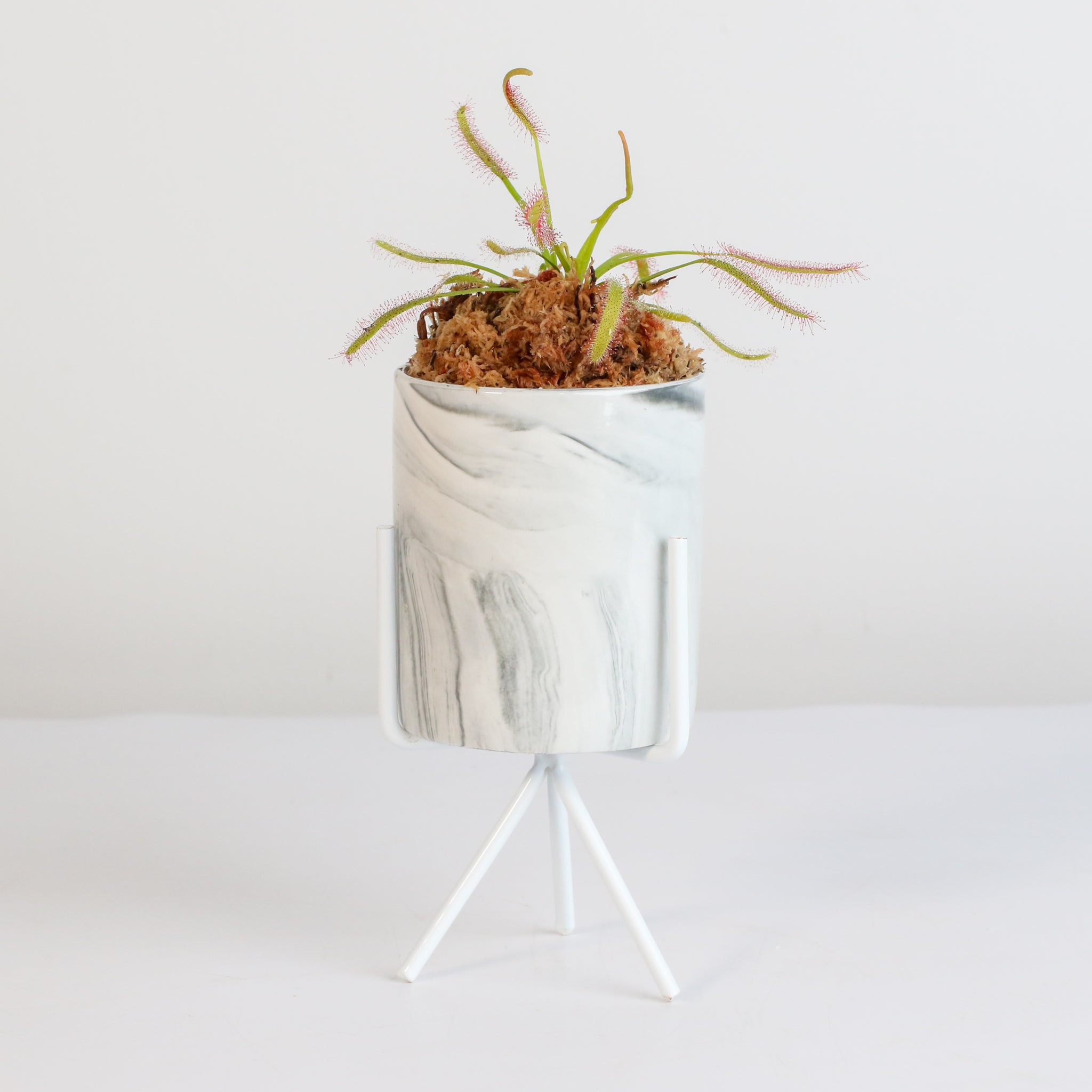 Sonnentau (Drosera capensis) Fleischfressende Pflanze