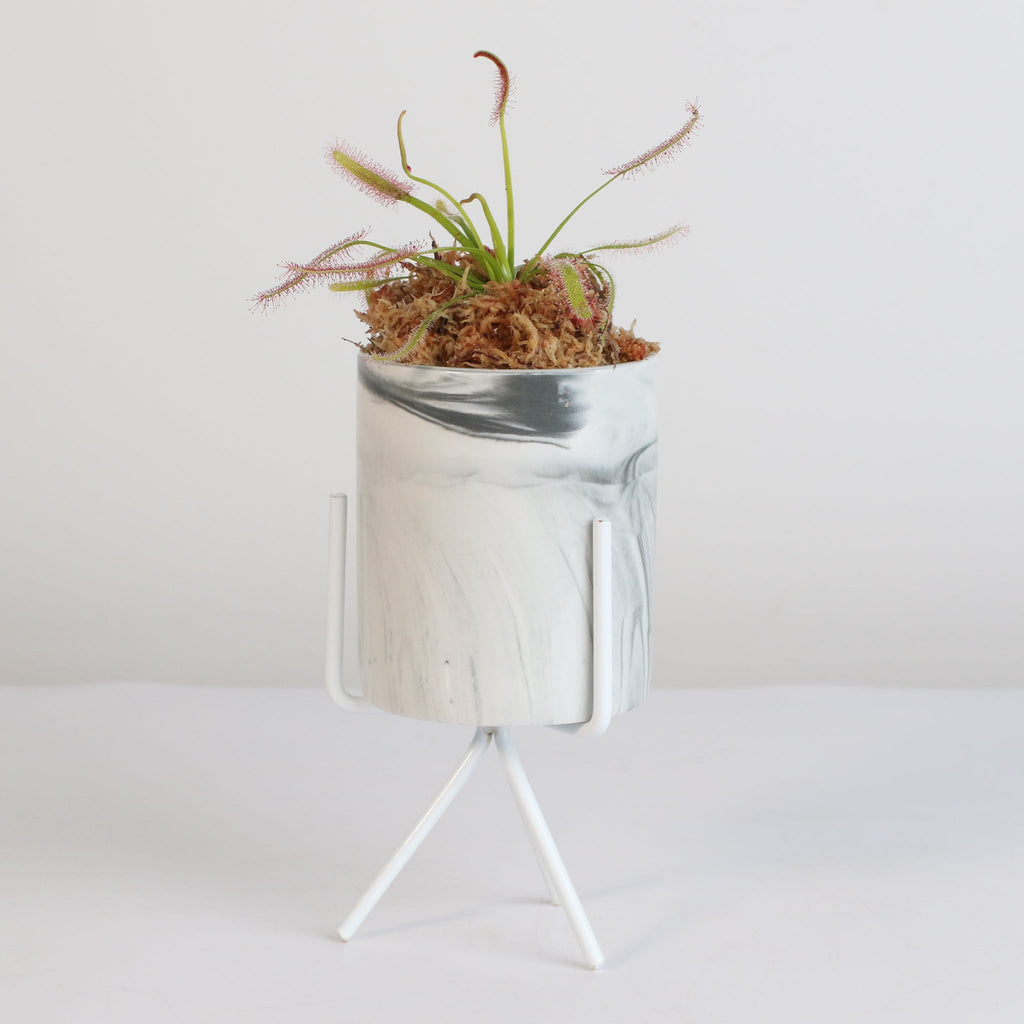 Sonnentau (Drosera capensis) Fleischfressende Pflanze