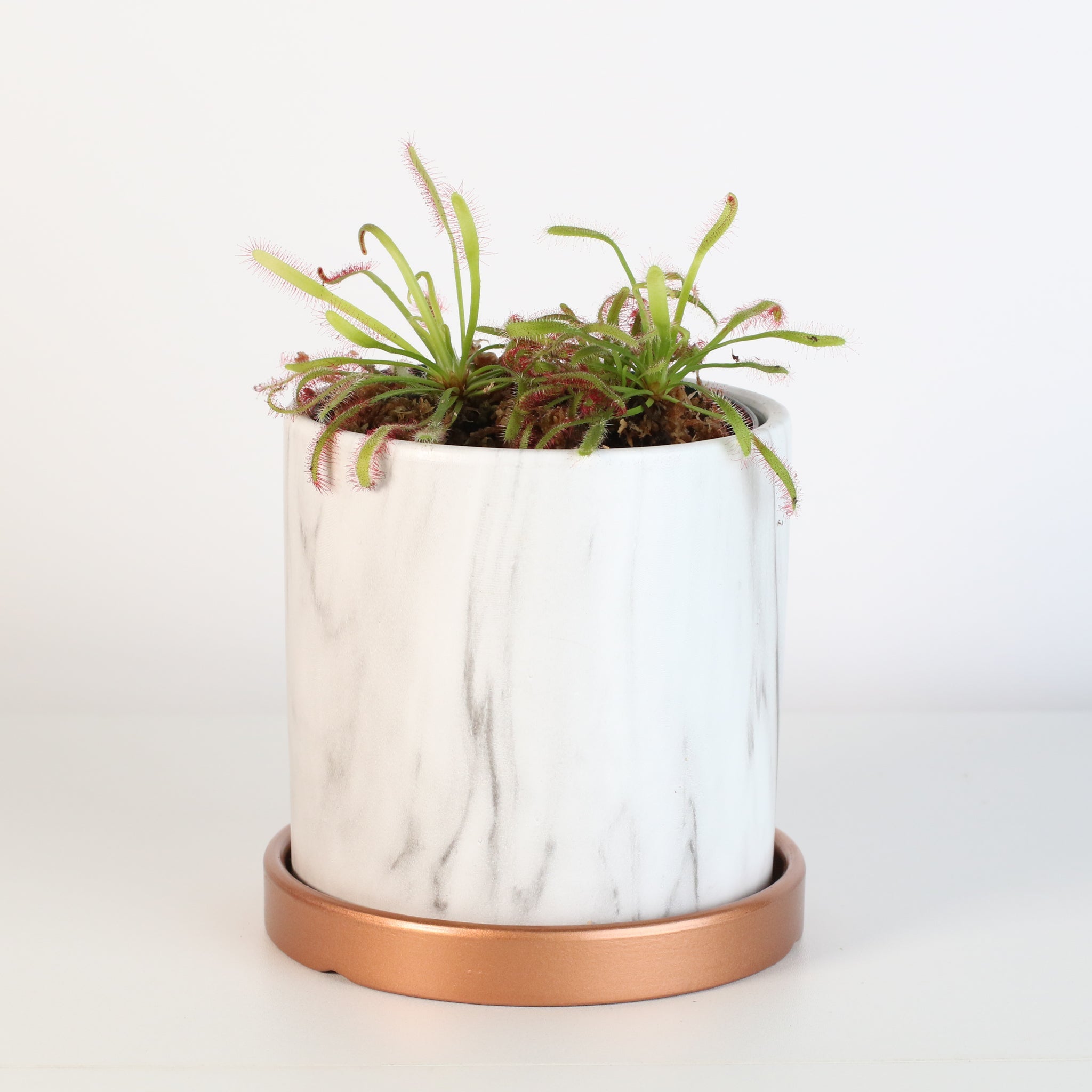 Sonnentau (Drosera capensis) Fleischfressende Pflanze