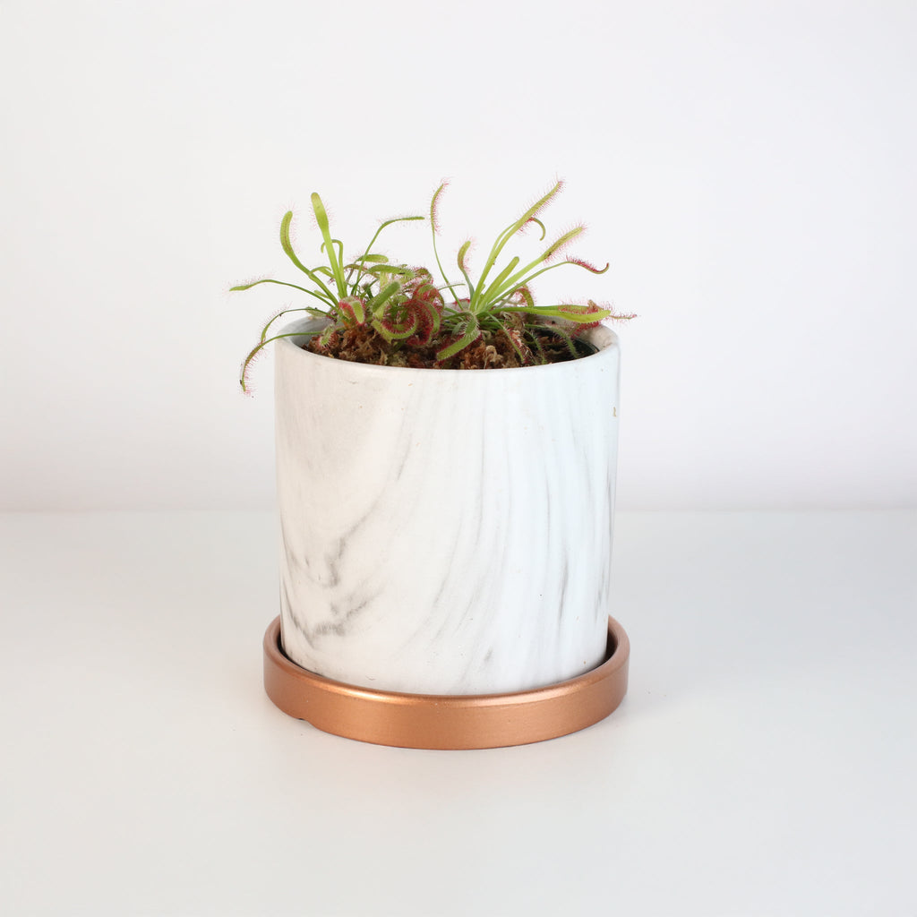 Sonnentau (Drosera capensis) Fleischfressende Pflanze