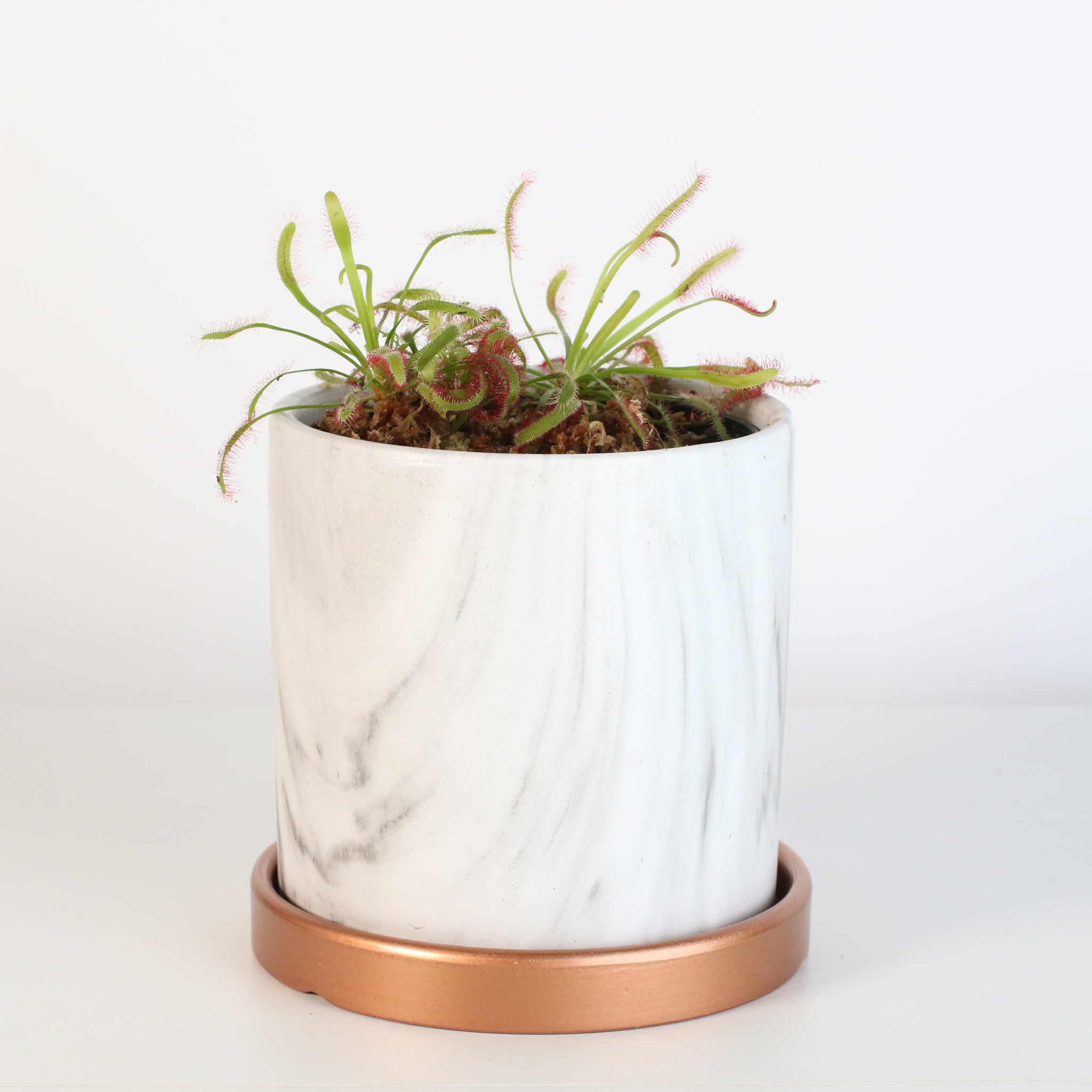 Sonnentau (Drosera capensis) Fleischfressende Pflanze