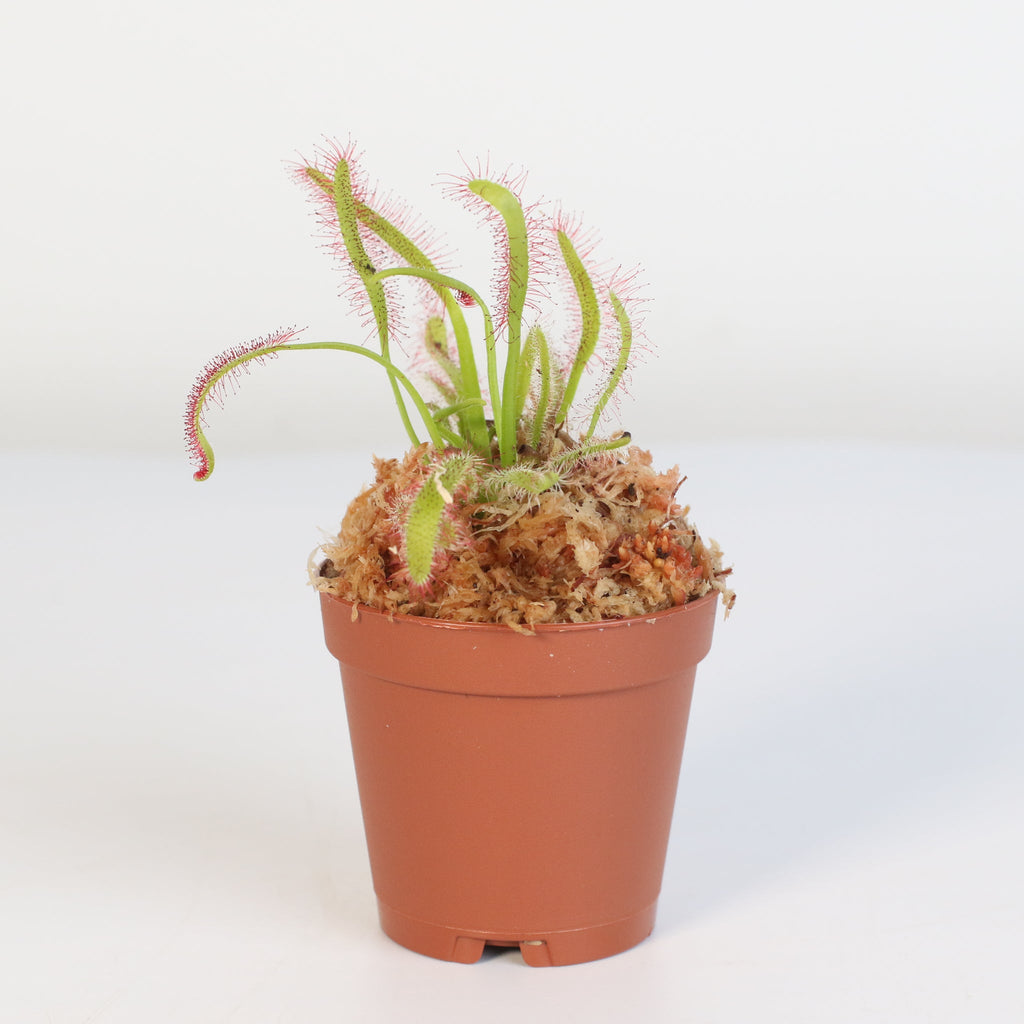 Sonnentau (Drosera capensis) Fleischfressende Pflanze