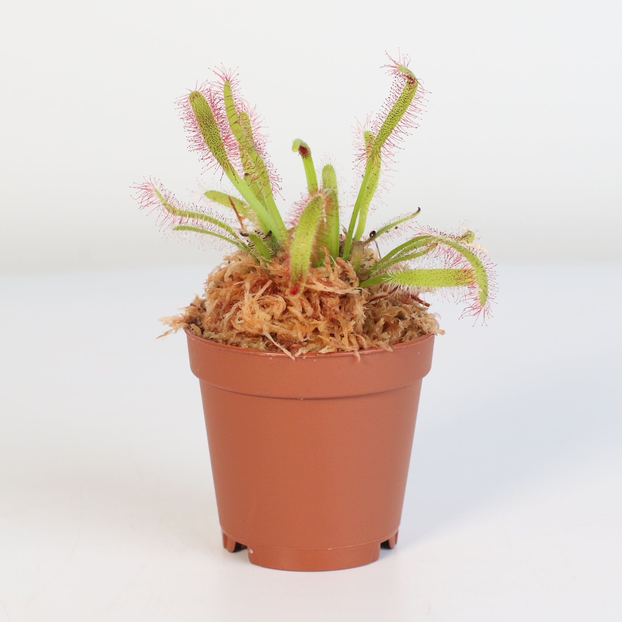 Sonnentau (Drosera capensis) Fleischfressende Pflanze