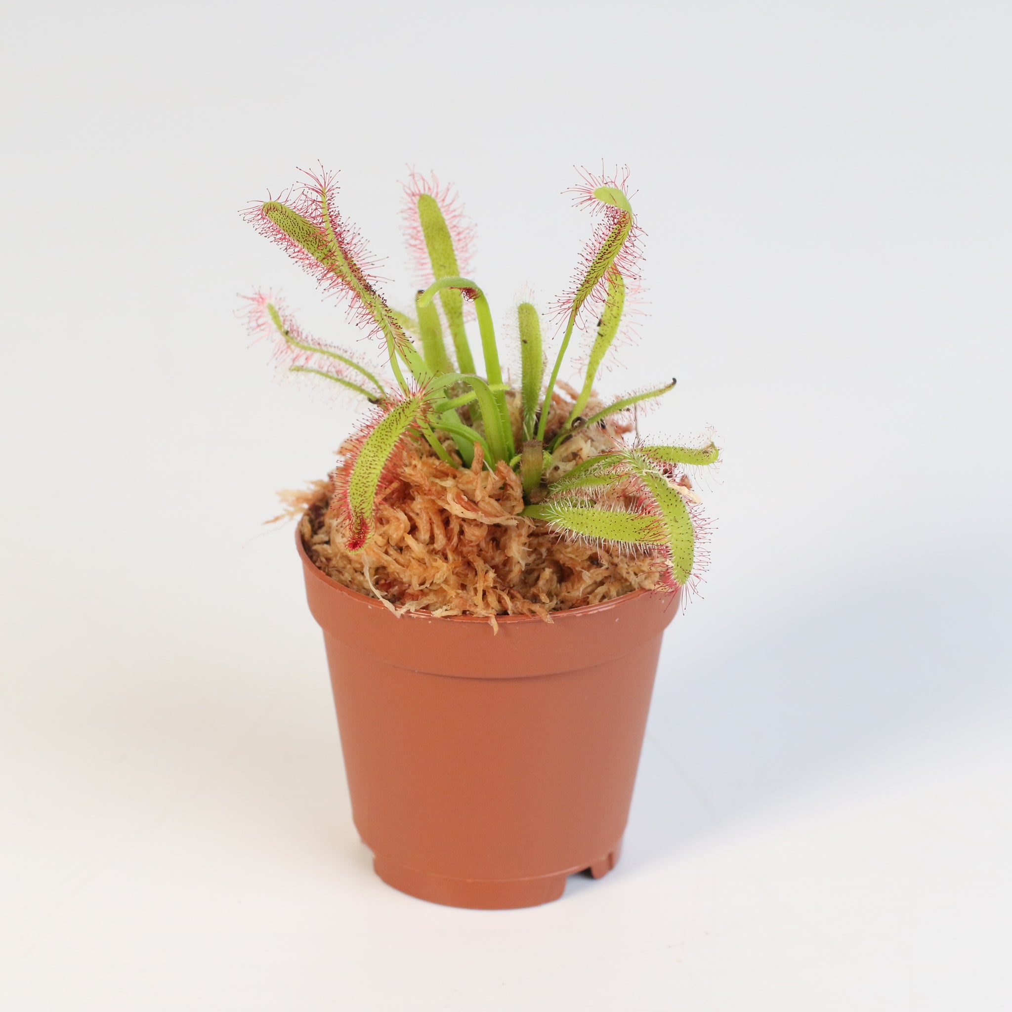 Sonnentau (Drosera capensis) Fleischfressende Pflanze