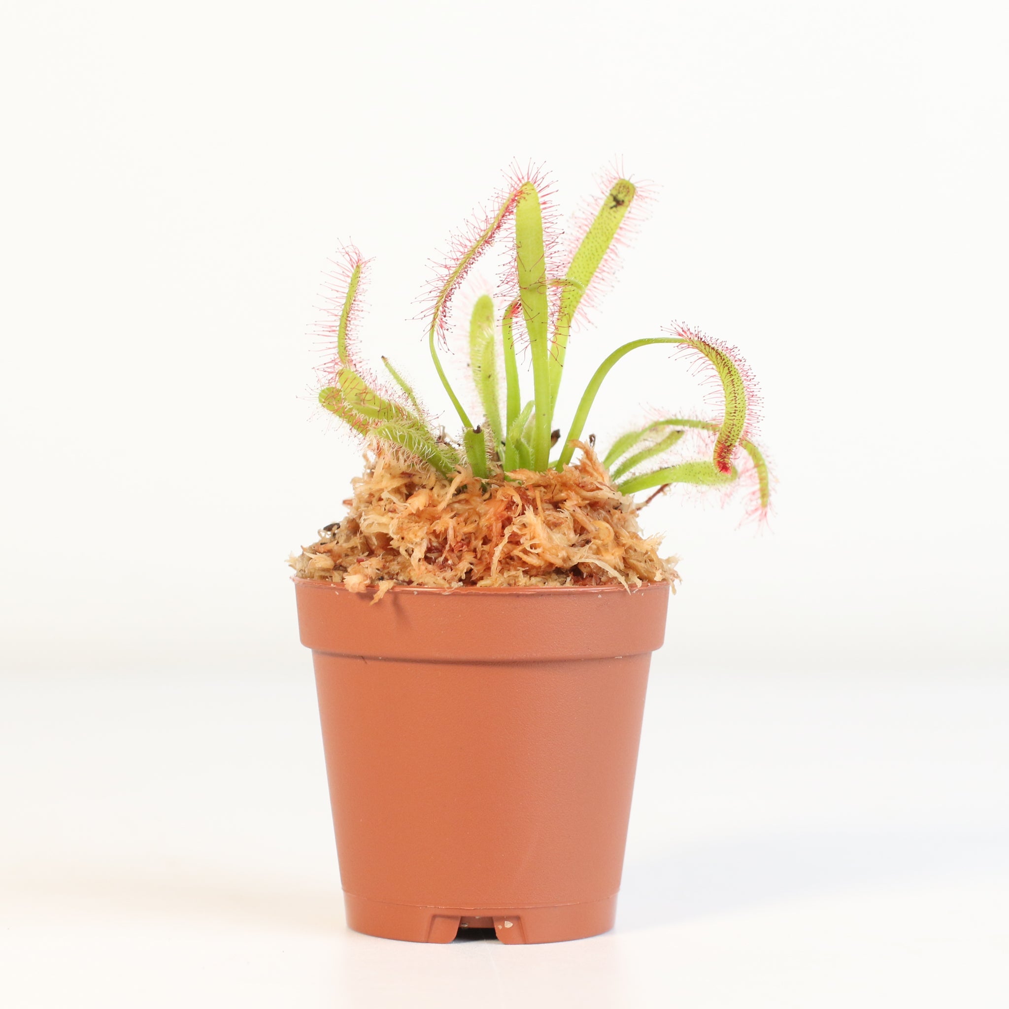 Sonnentau (Drosera capensis) Fleischfressende Pflanze