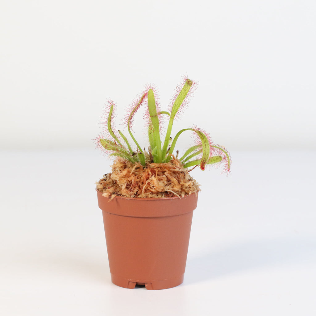 Sonnentau (Drosera capensis) Fleischfressende Pflanze