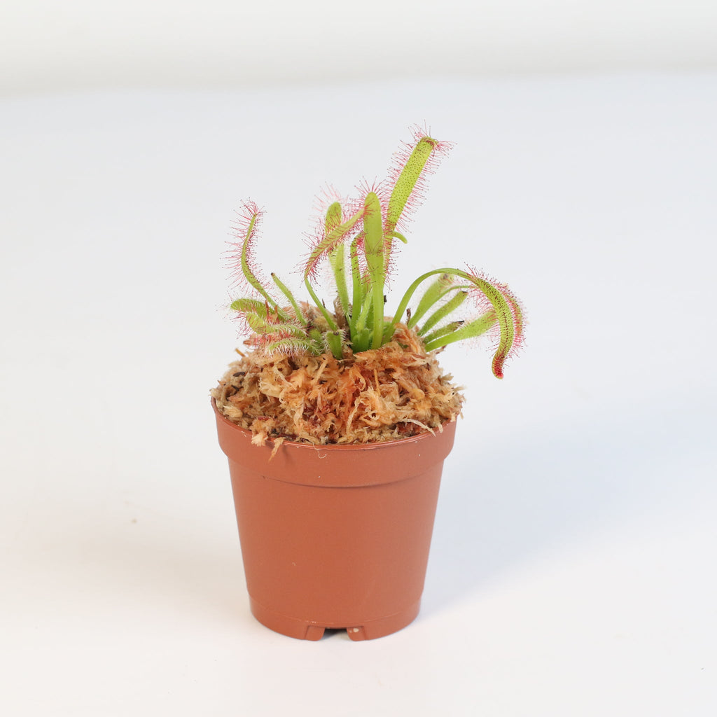 Sonnentau (Drosera capensis) Fleischfressende Pflanze