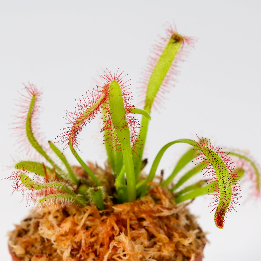 Sonnentau (Drosera capensis) Fleischfressende Pflanze