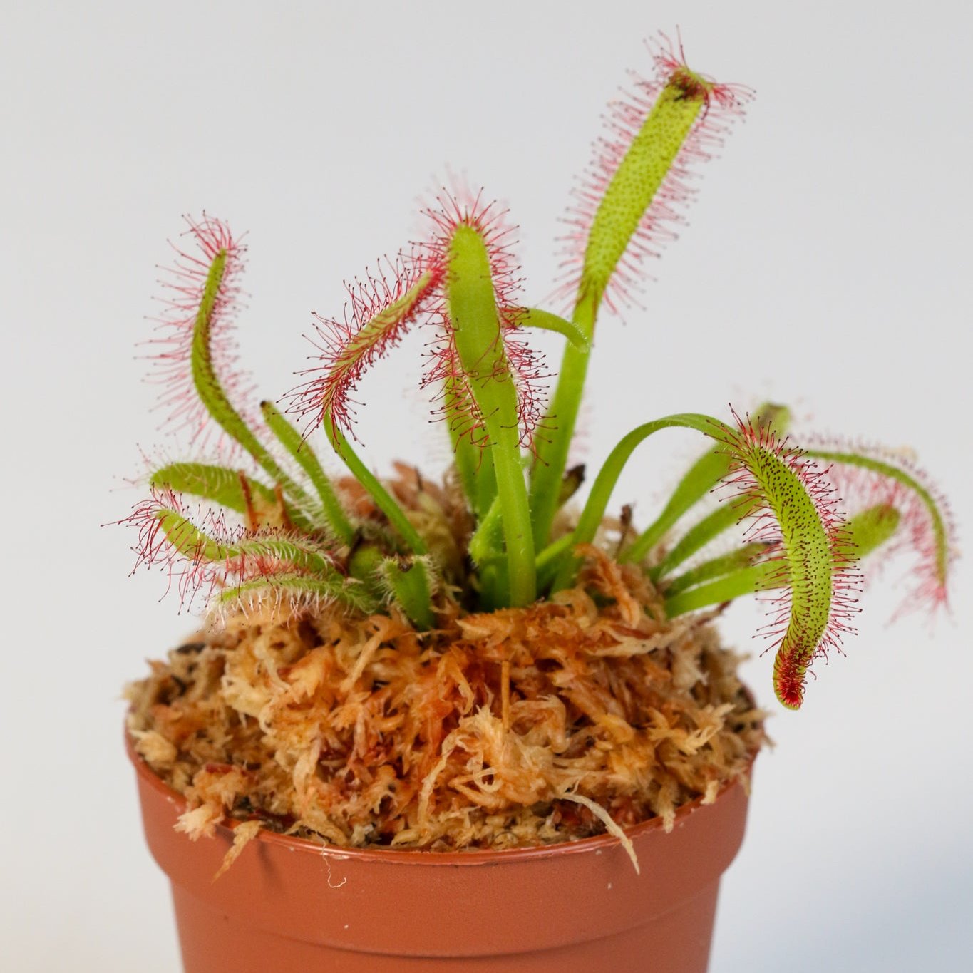 Sonnentau (Drosera capensis) Fleischfressende Pflanze