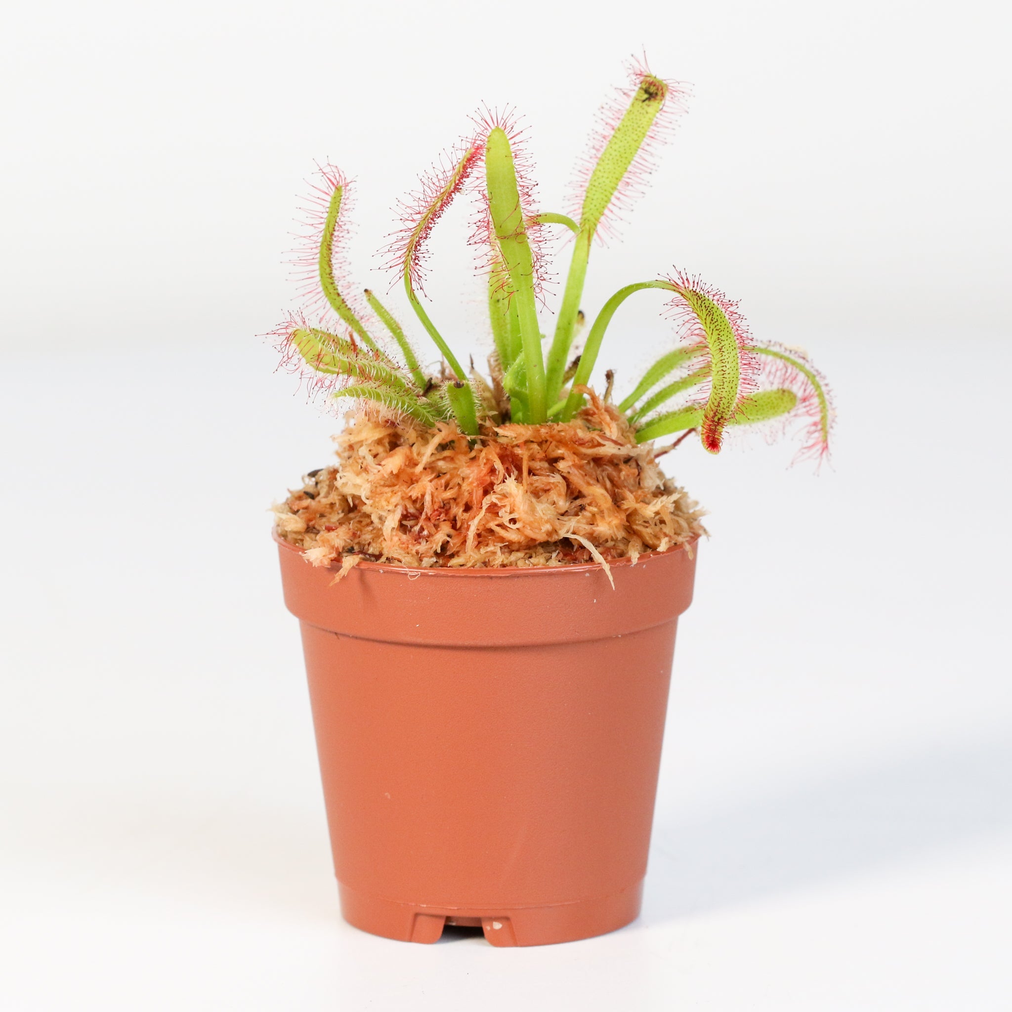Sonnentau (Drosera capensis) Fleischfressende Pflanze