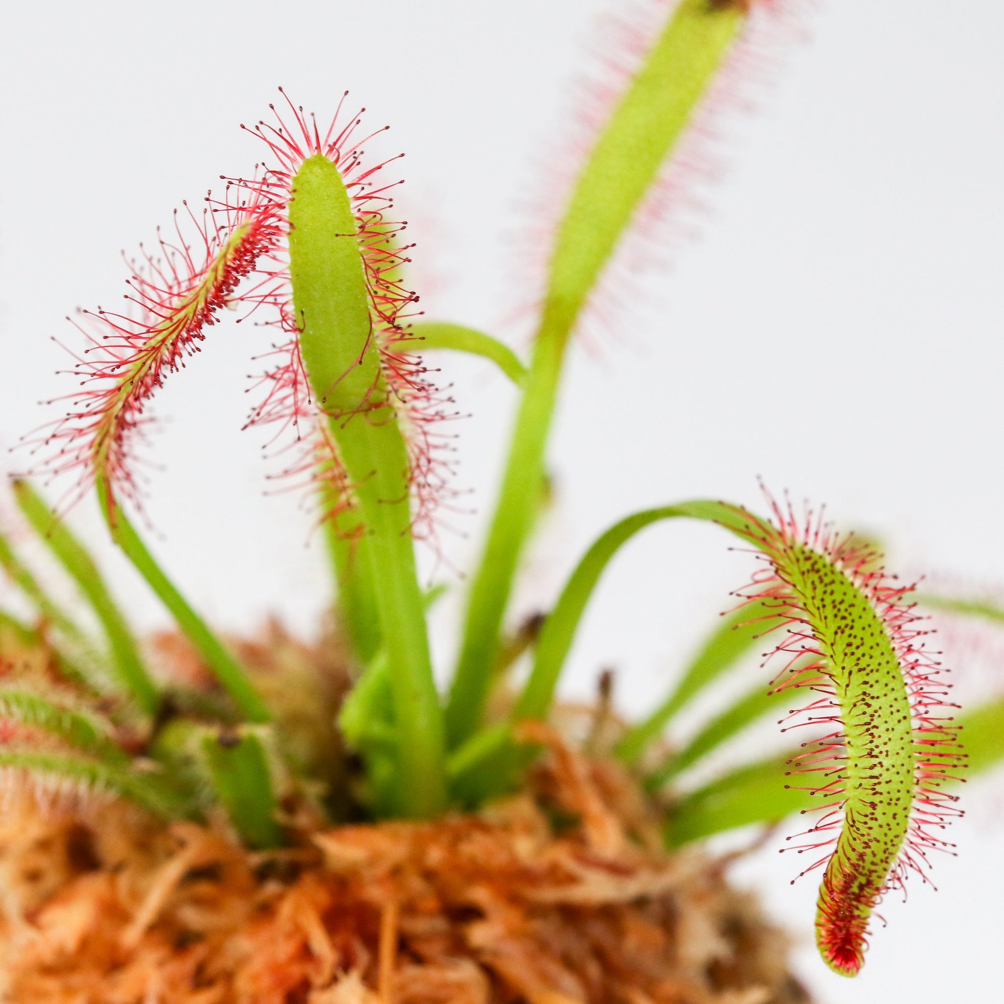 Sonnentau (Drosera capensis) Fleischfressende Pflanze