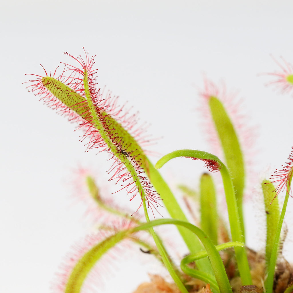 Sonnentau (Drosera capensis) Fleischfressende Pflanze