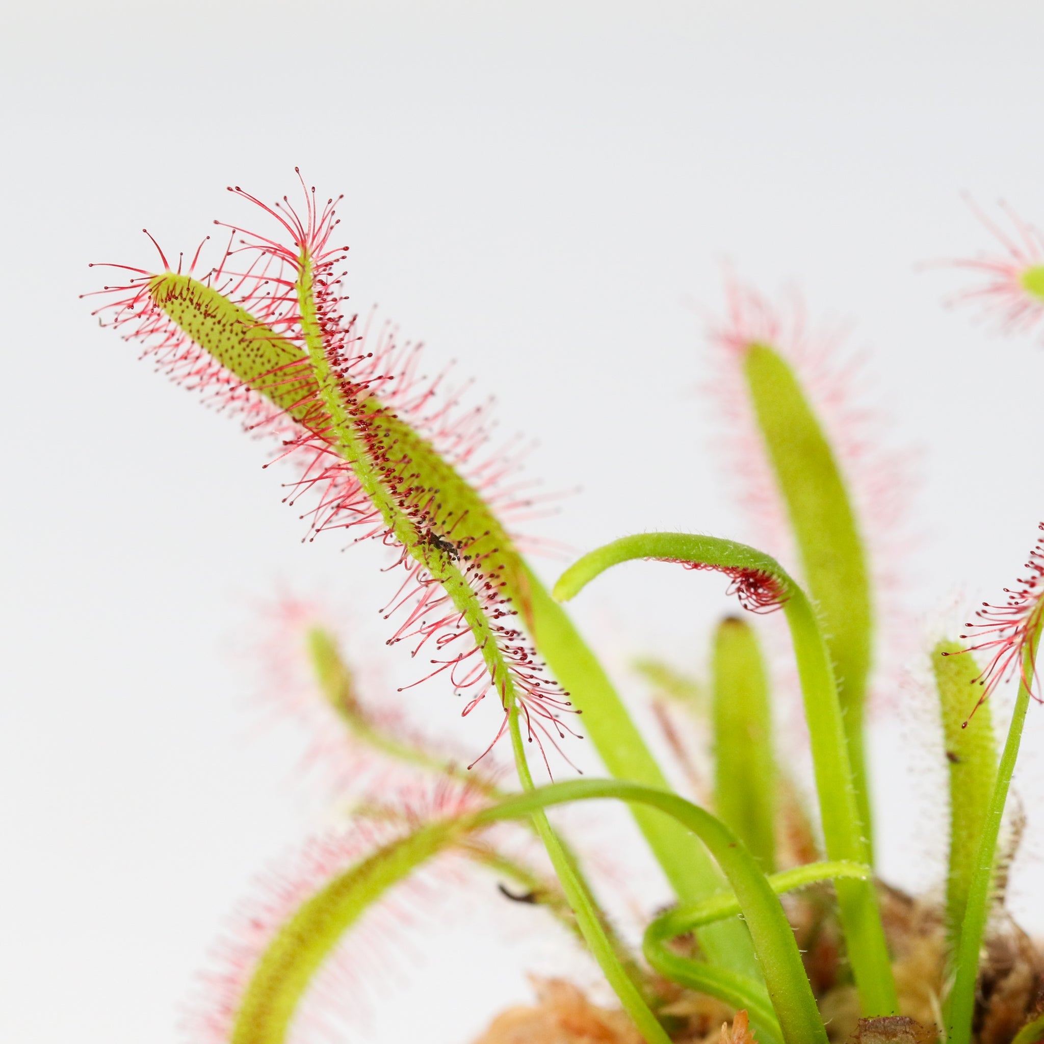 Sonnentau (Drosera capensis) Fleischfressende Pflanze