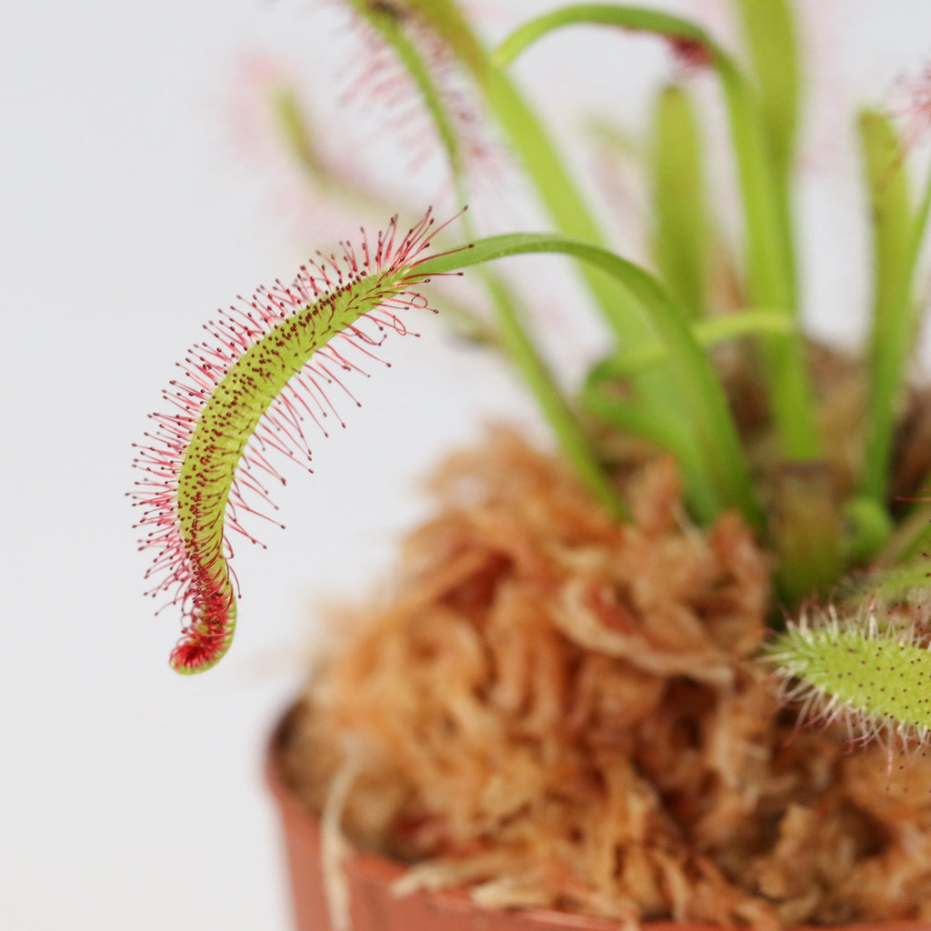 Sonnentau (Drosera capensis) Fleischfressende Pflanze