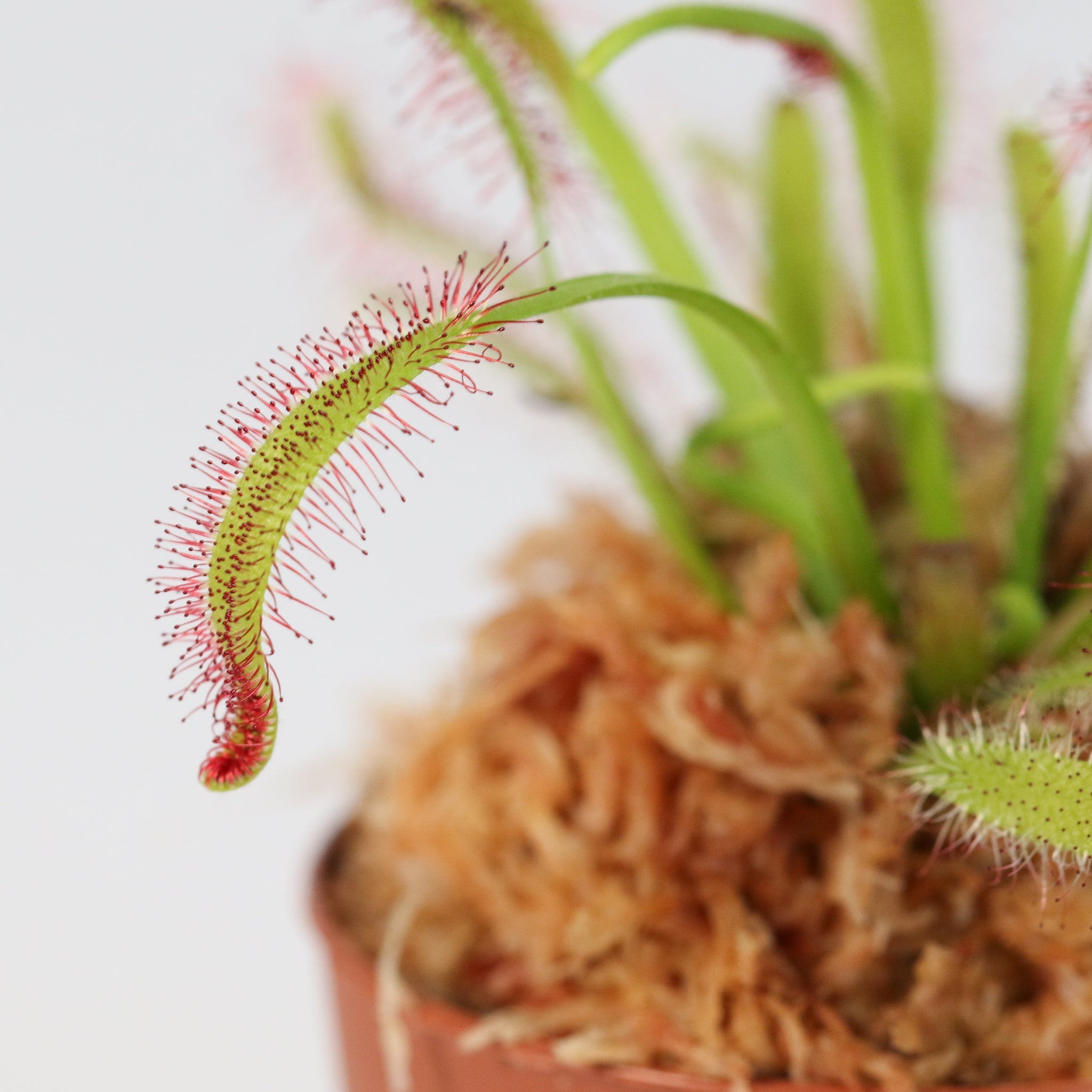 Sonnentau (Drosera capensis) Fleischfressende Pflanze