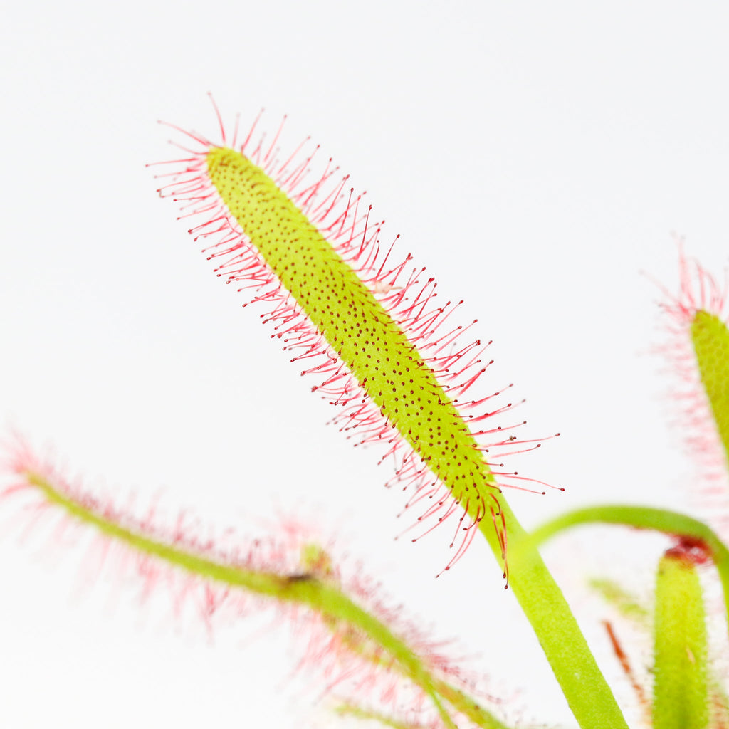 Sonnentau (Drosera capensis) Fleischfressende Pflanze