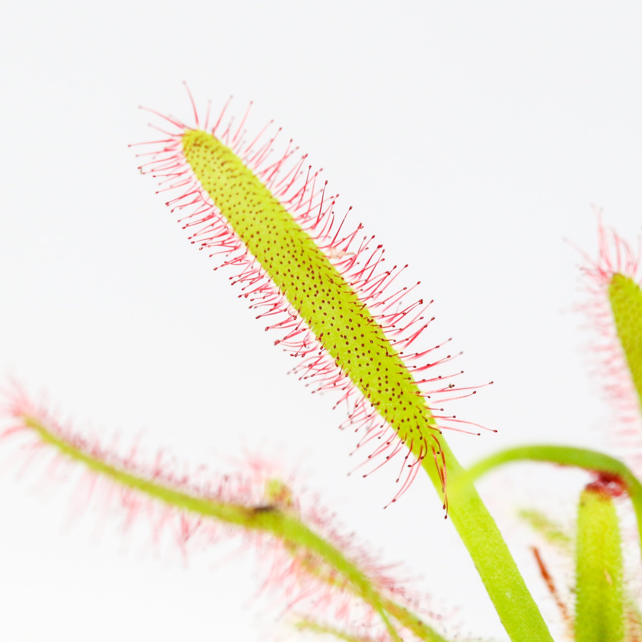 Sonnentau (Drosera capensis) Fleischfressende Pflanze