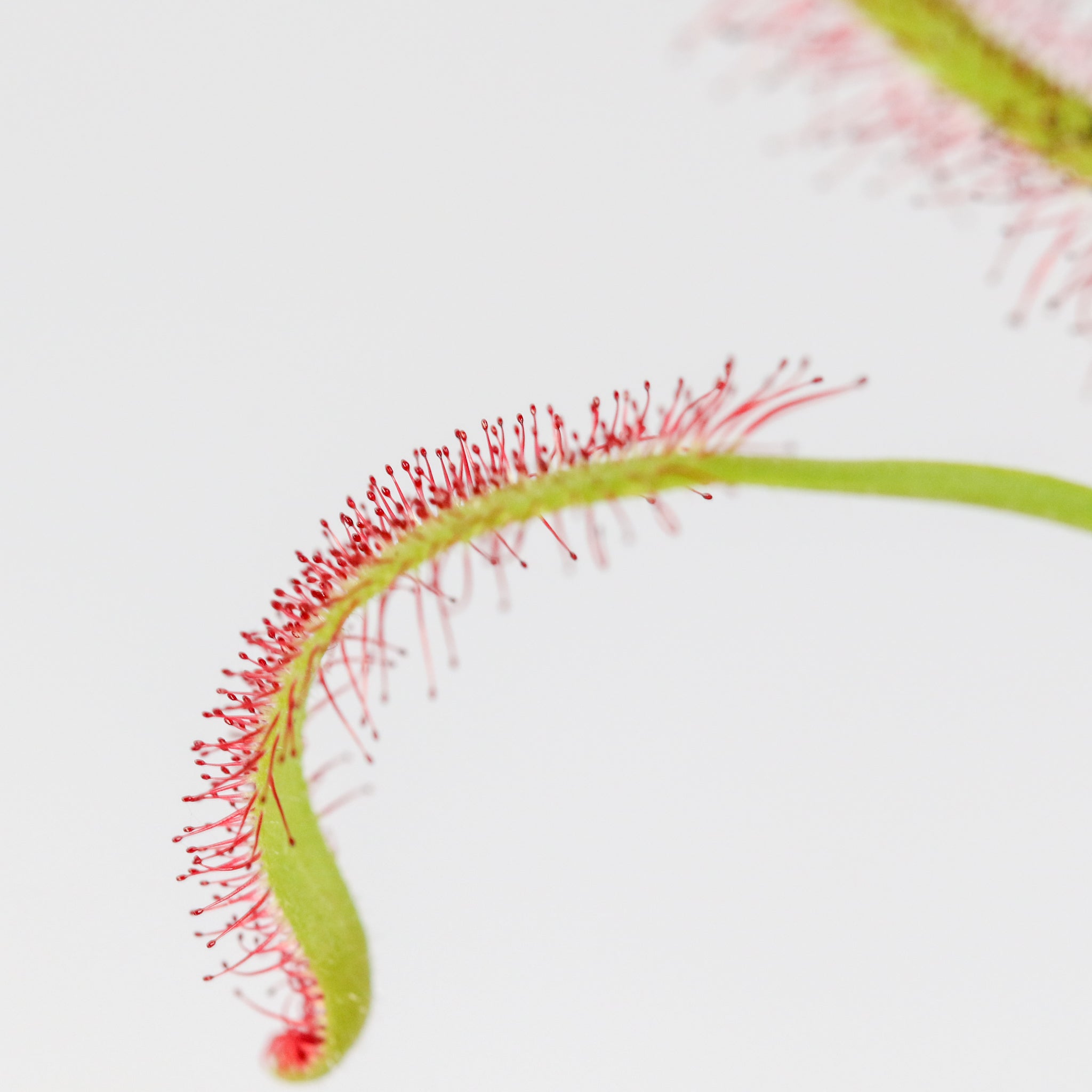 Sonnentau (Drosera capensis) Fleischfressende Pflanze