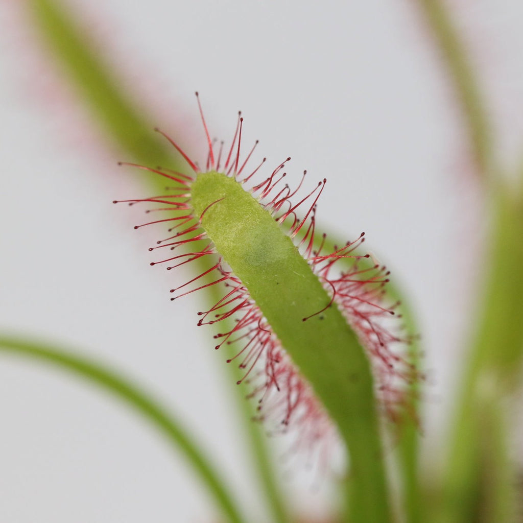 Sonnentau (Drosera capensis) Fleischfressende Pflanze