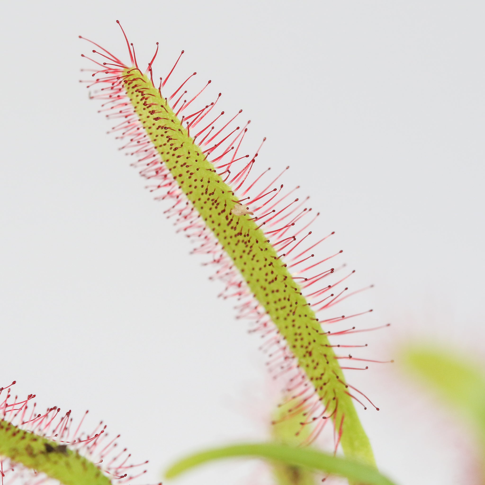 Sonnentau (Drosera capensis) Fleischfressende Pflanze