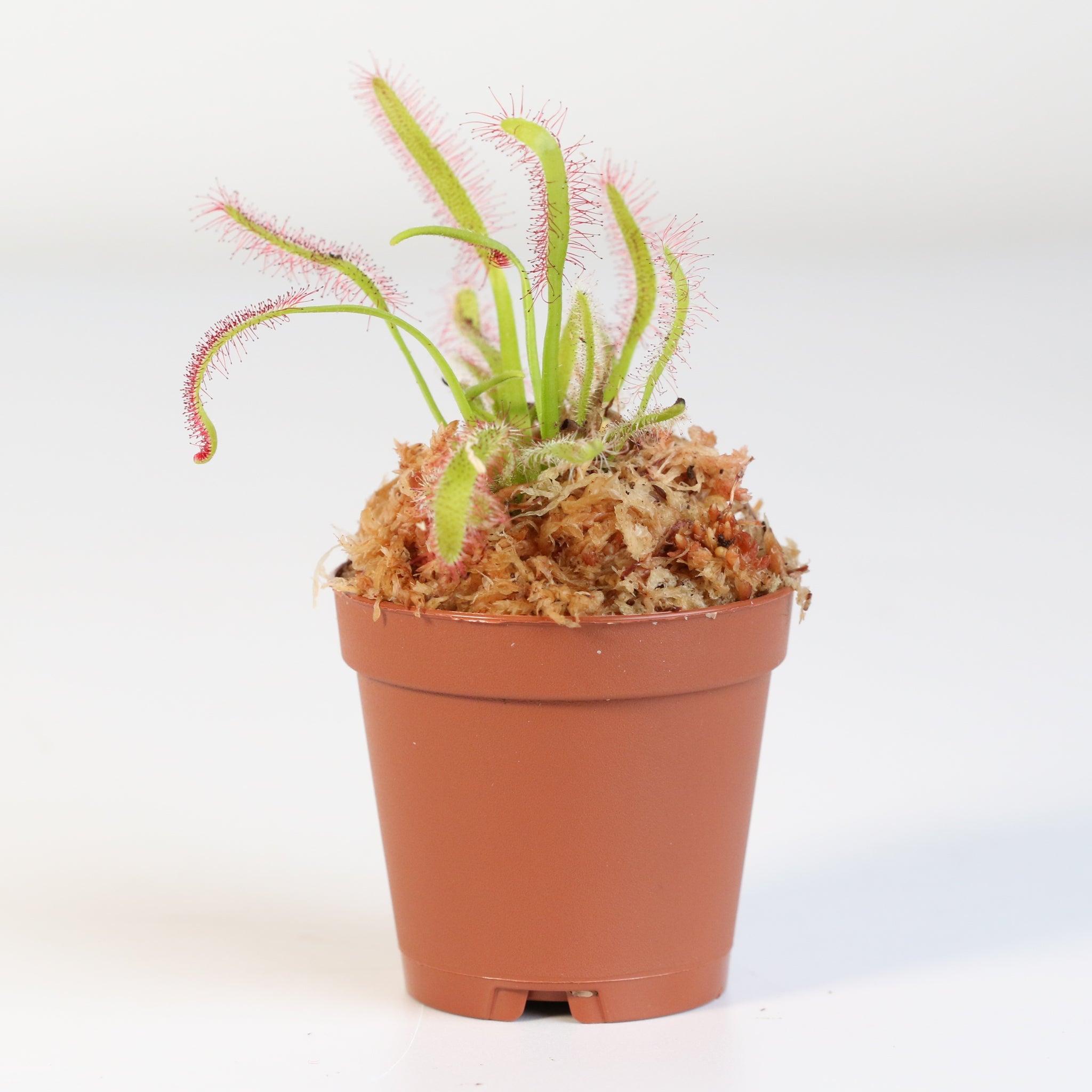 Sonnentau (Drosera capensis) Fleischfressende Pflanze