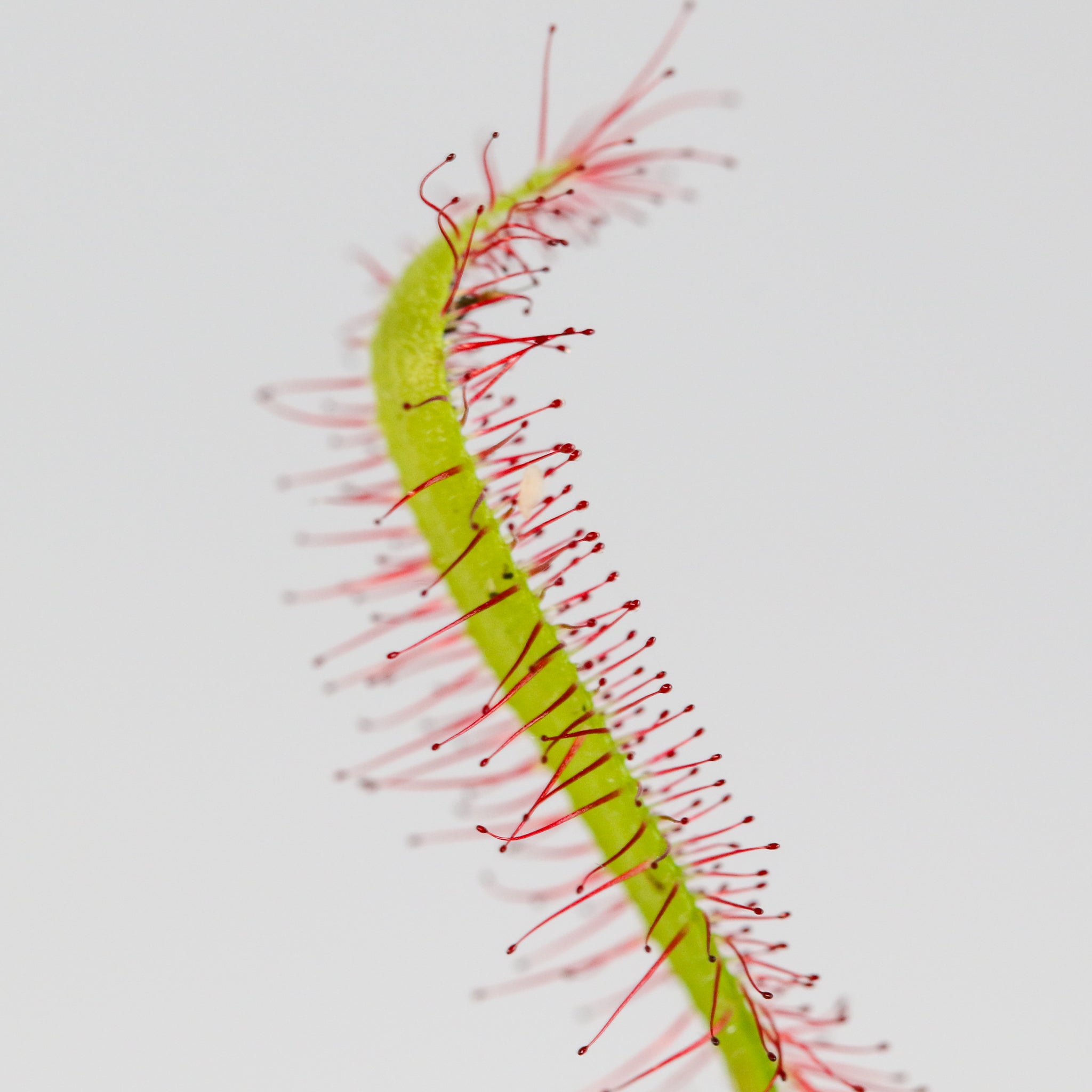 Sonnentau (Drosera capensis) Fleischfressende Pflanze