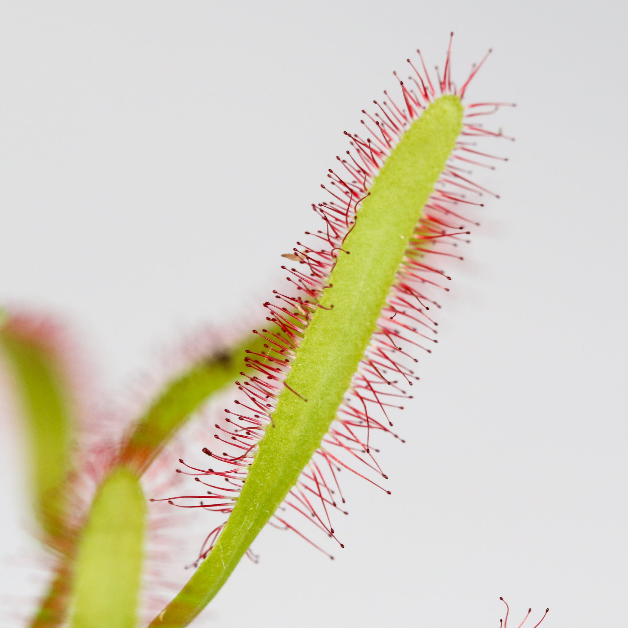 Sonnentau (Drosera capensis) Fleischfressende Pflanze