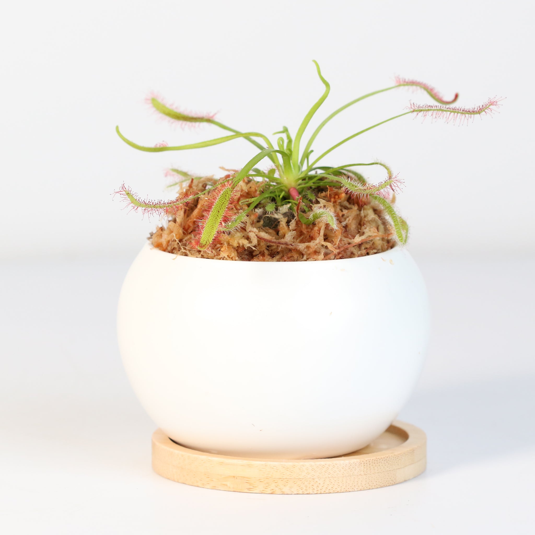Sonnentau (Drosera capensis) Fleischfressende Pflanze