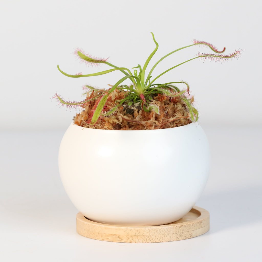 Sonnentau (Drosera capensis) Fleischfressende Pflanze
