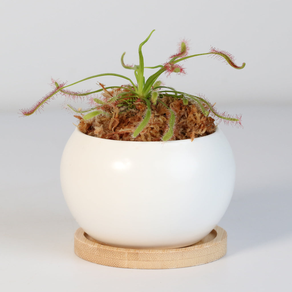 Sonnentau (Drosera capensis) Fleischfressende Pflanze