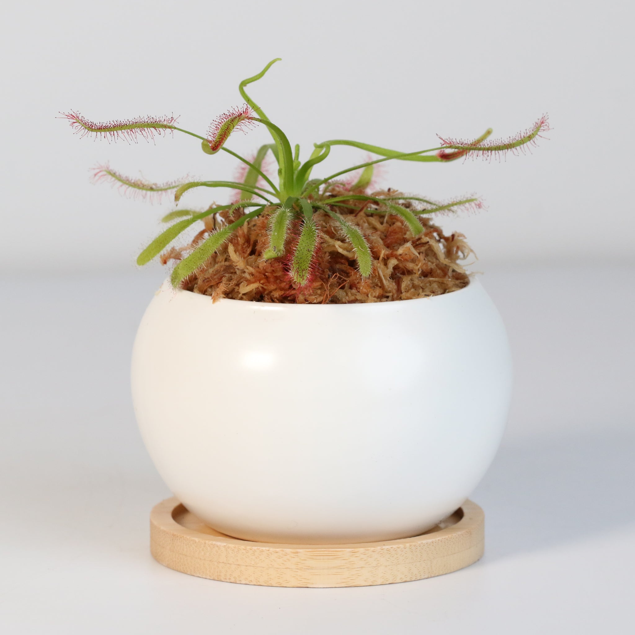 Sonnentau (Drosera capensis) Fleischfressende Pflanze