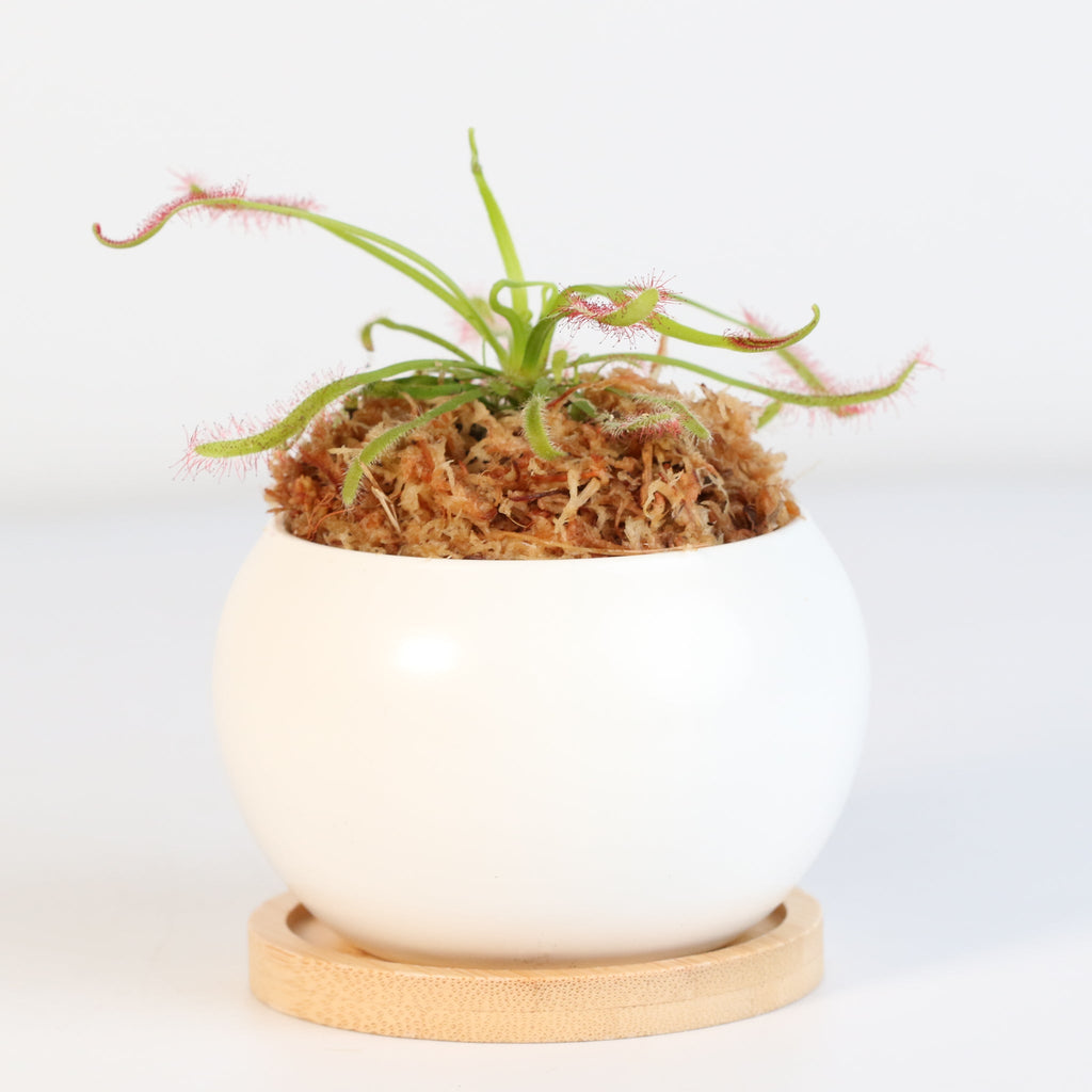 Sonnentau (Drosera capensis) Fleischfressende Pflanze