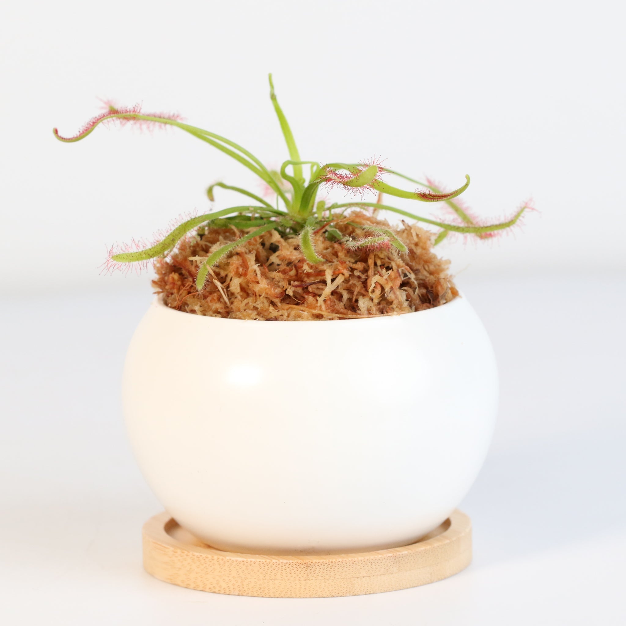 Sonnentau (Drosera capensis) Fleischfressende Pflanze