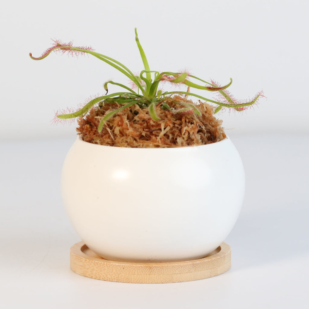 Sonnentau (Drosera capensis) Fleischfressende Pflanze