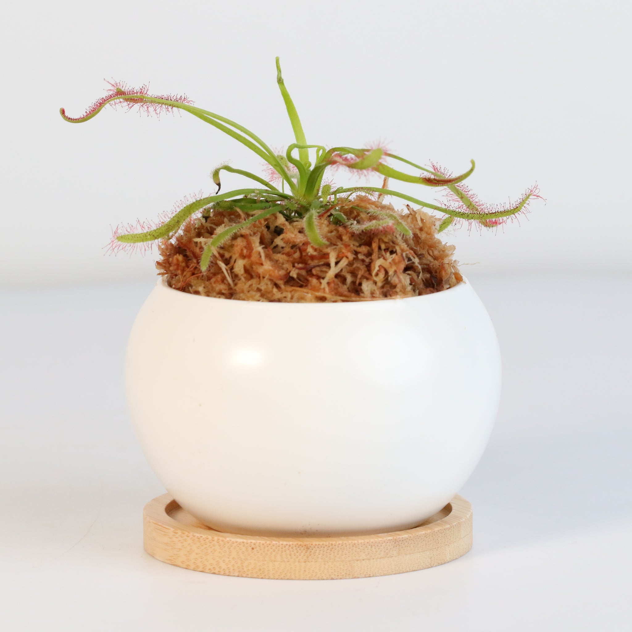 Sonnentau (Drosera capensis) Fleischfressende Pflanze