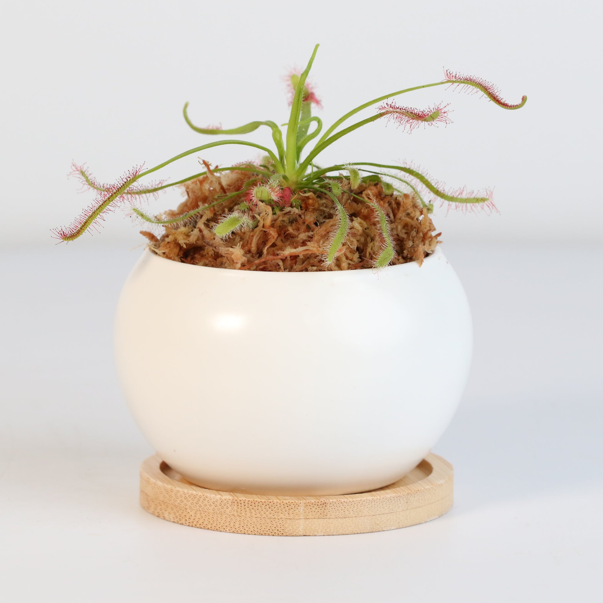 Sonnentau (Drosera capensis) Fleischfressende Pflanze