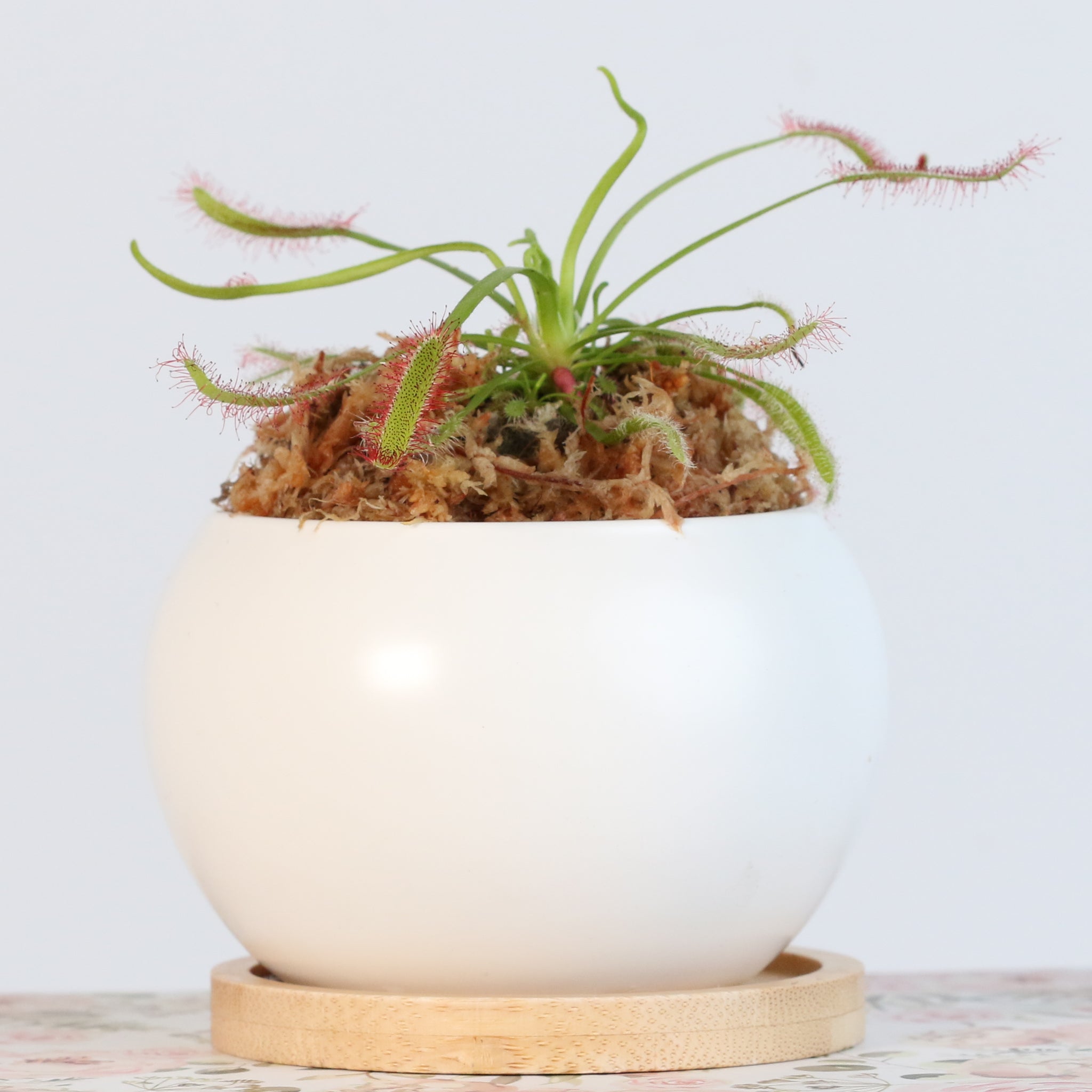 Sonnentau (Drosera capensis) Fleischfressende Pflanze