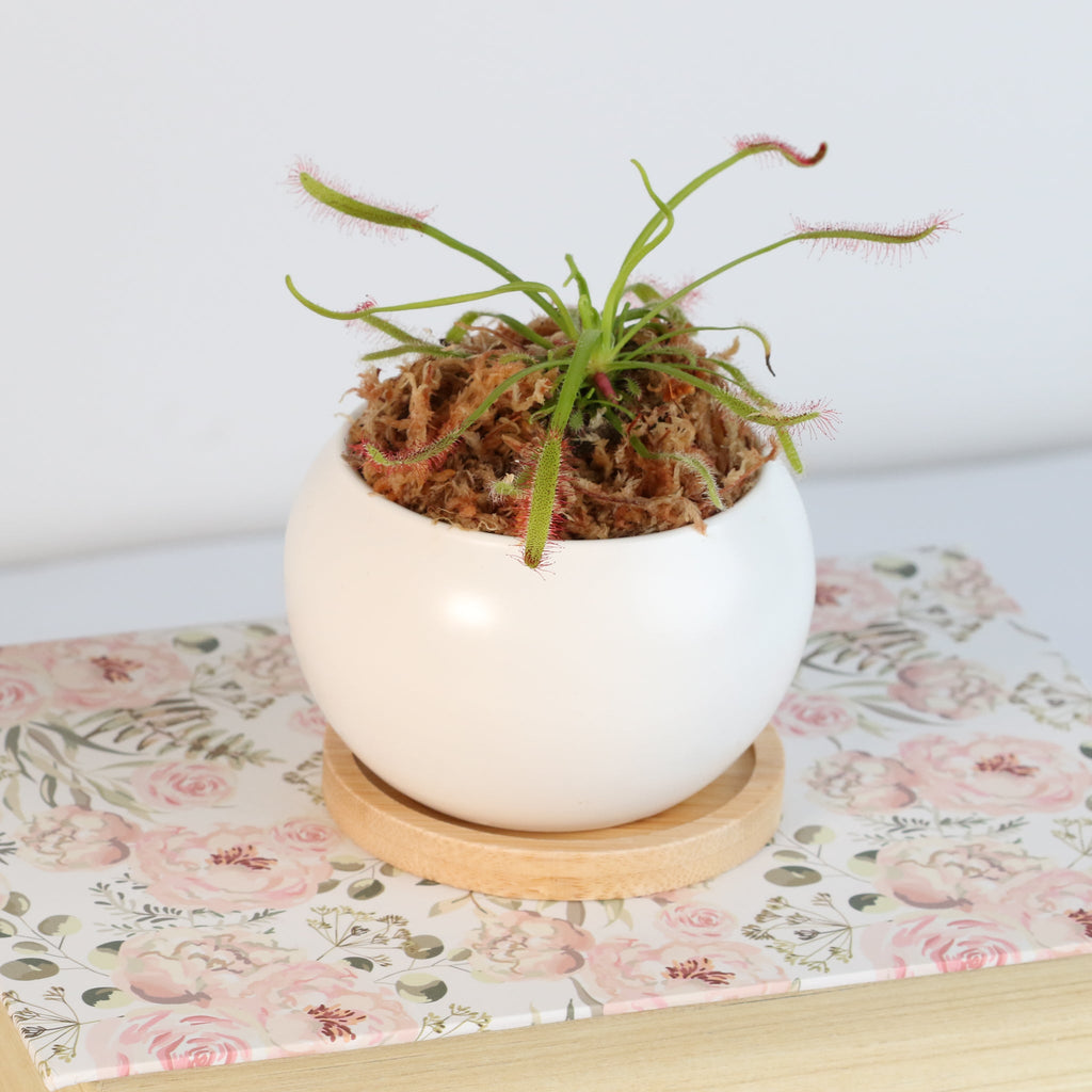 Sonnentau (Drosera capensis) Fleischfressende Pflanze