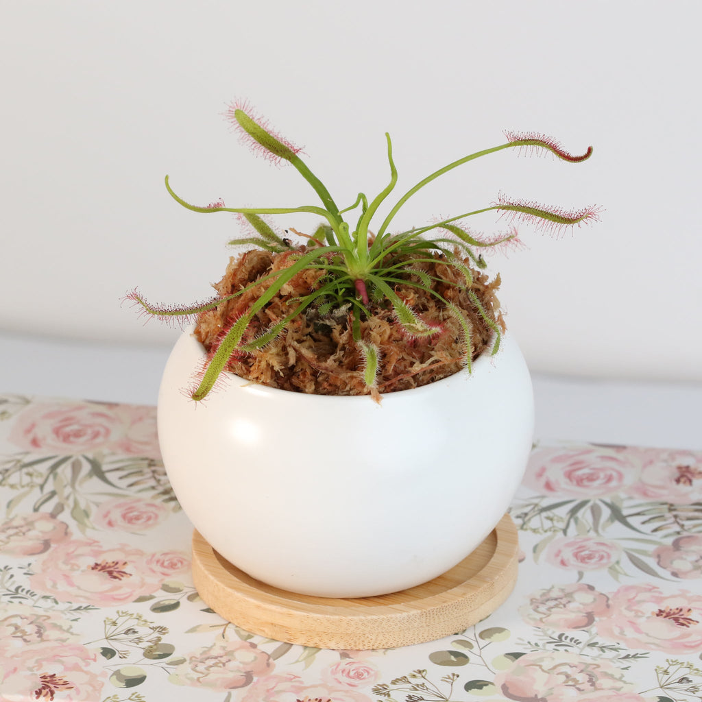 Sonnentau (Drosera capensis) Fleischfressende Pflanze
