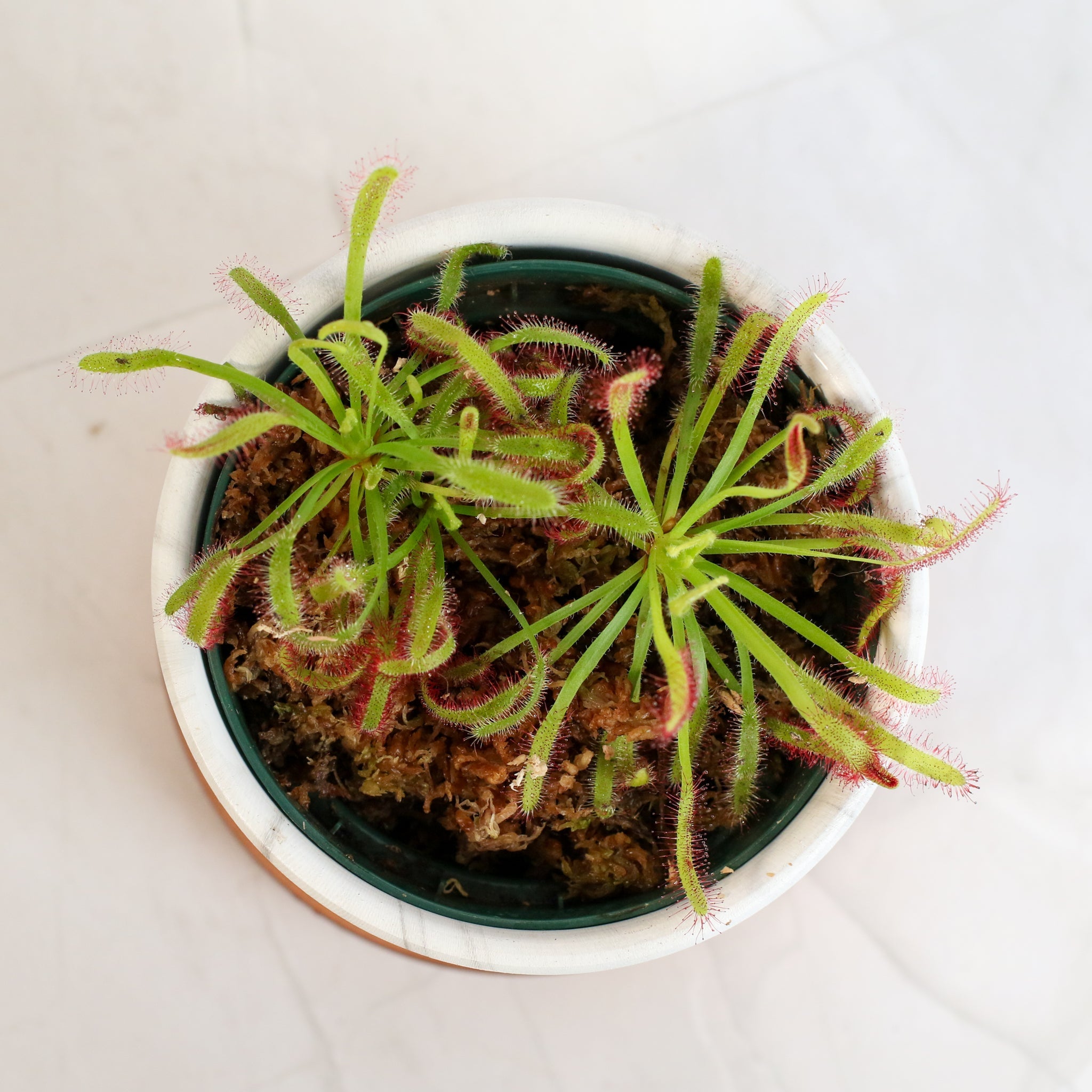 Sonnentau (Drosera capensis) Fleischfressende Pflanze