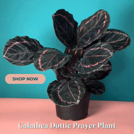 Calathea Dottie – Gebetspflanze