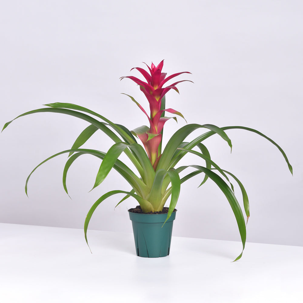 Guzmania Pink Bromelie