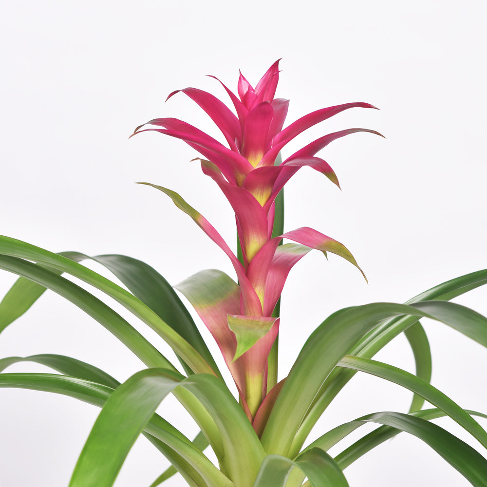Guzmania Pink Bromelie